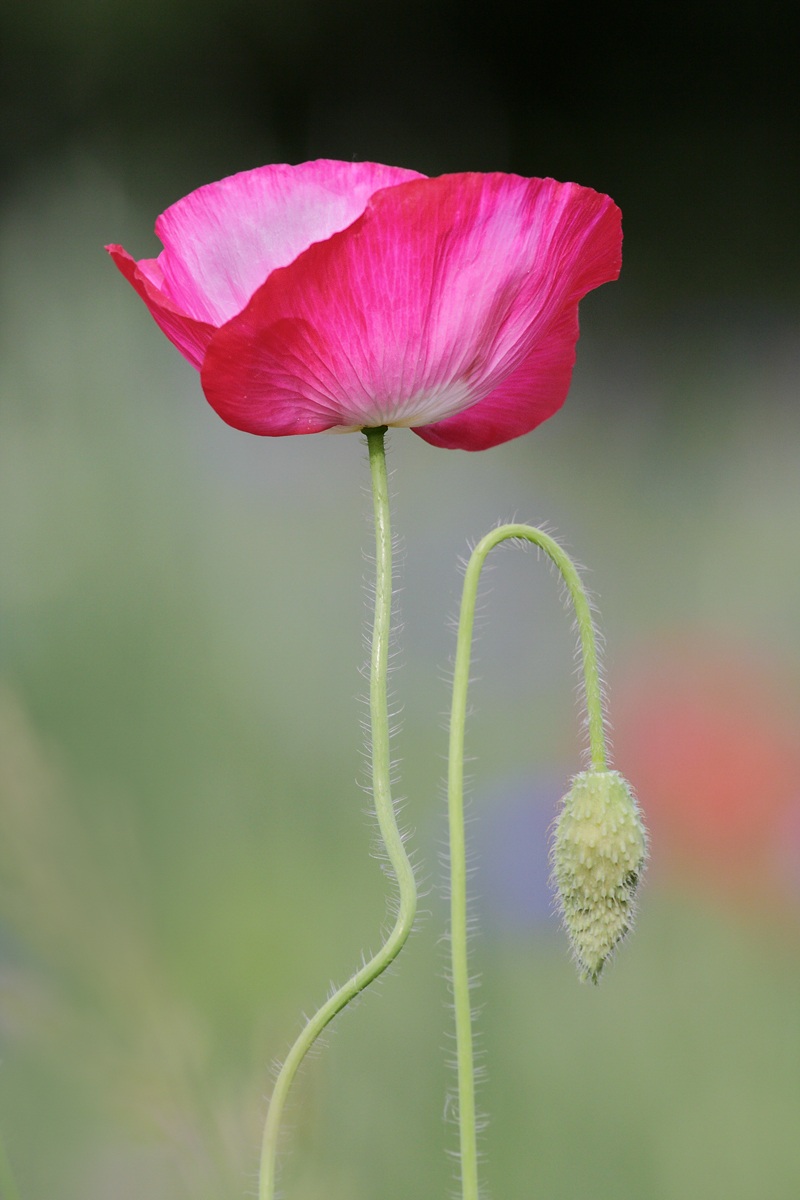 Perché sei così triste?