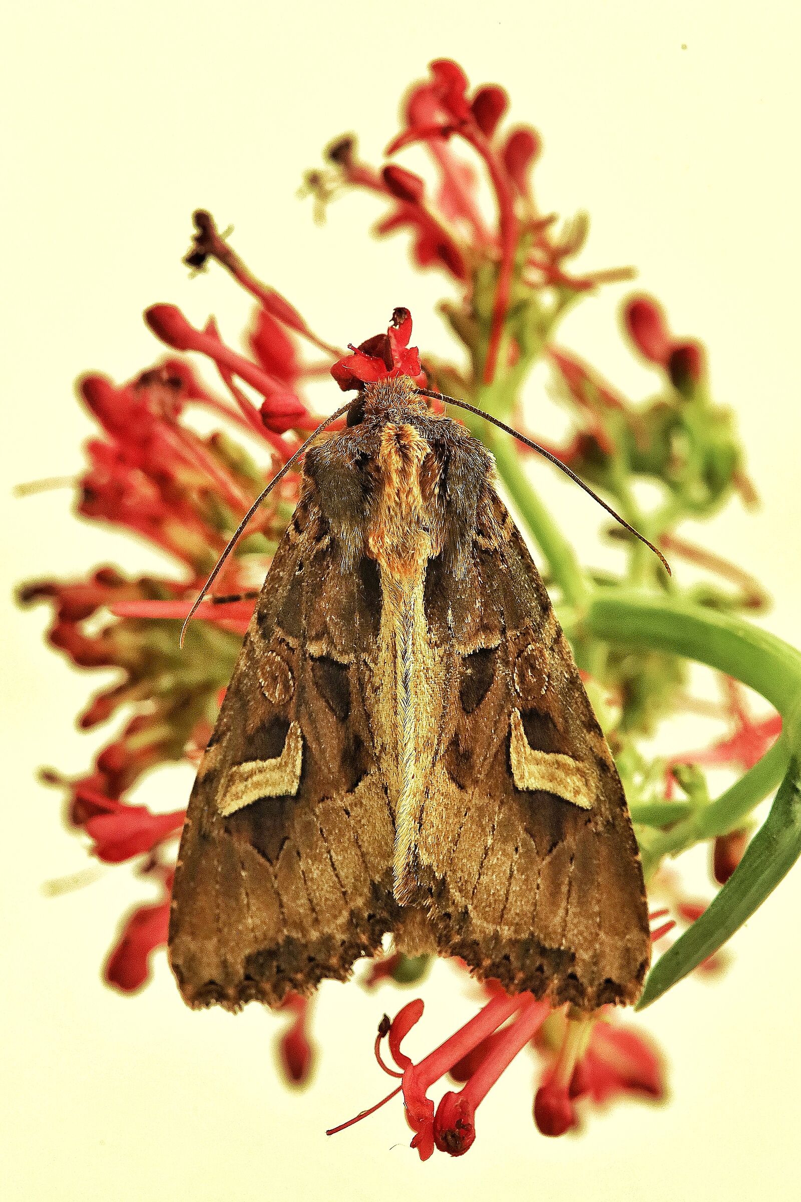 Trigonophora flammea &male;