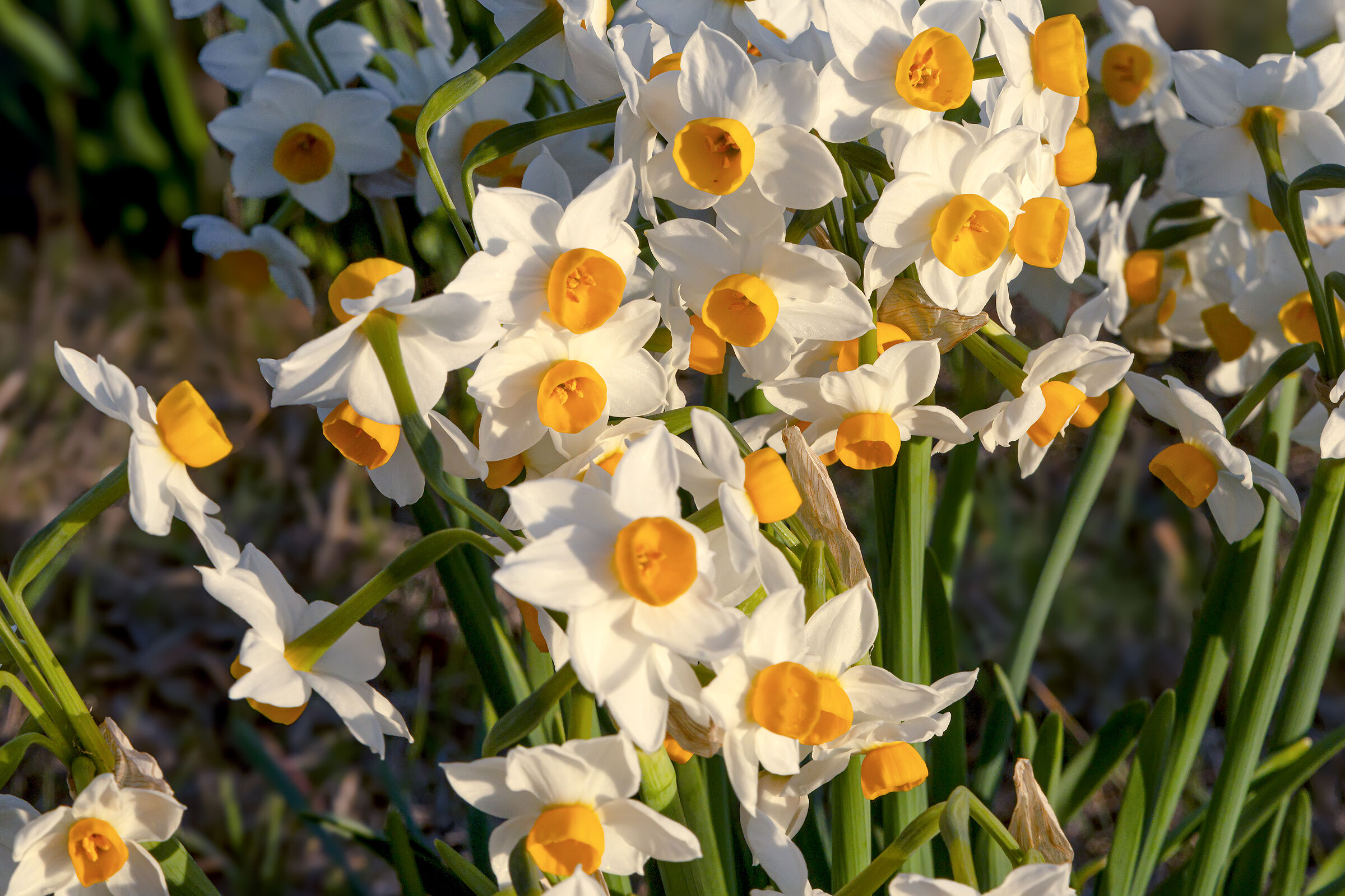 Narcissus muzzetta