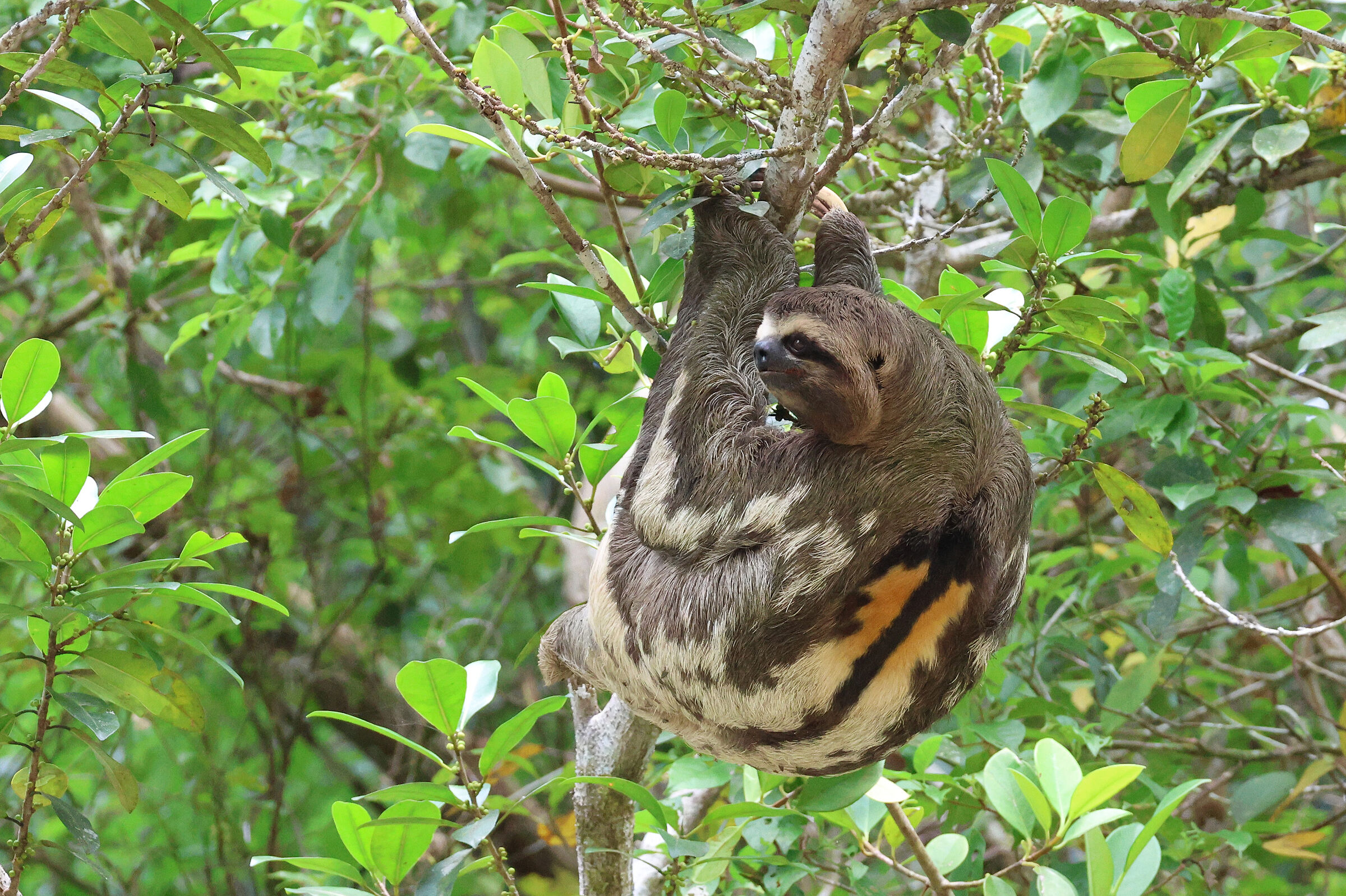 Bradipo variegato (Bradypus variegatus)