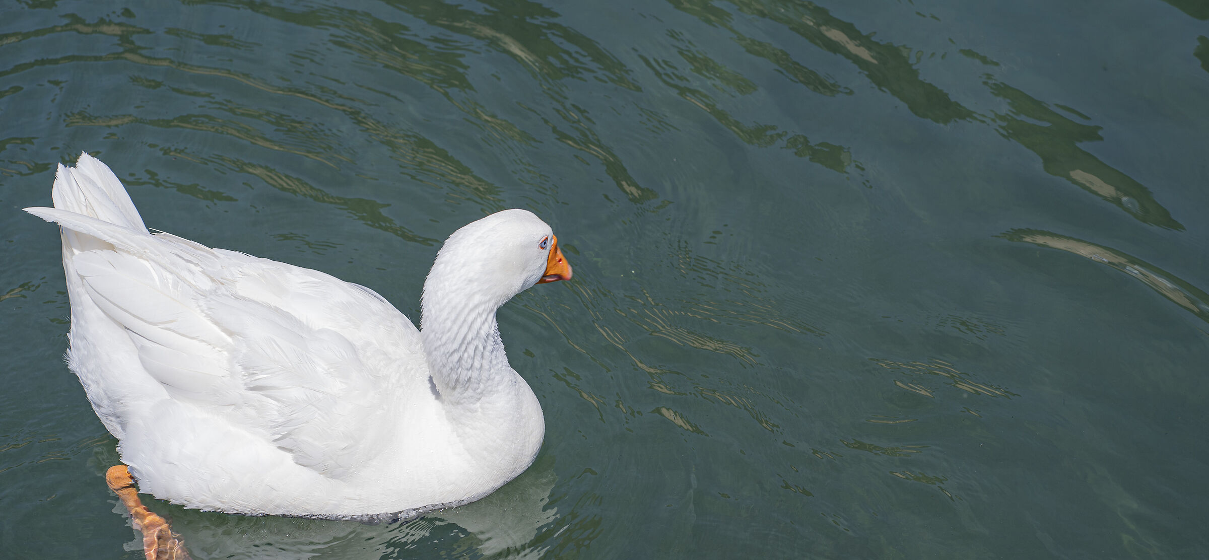Ducks
