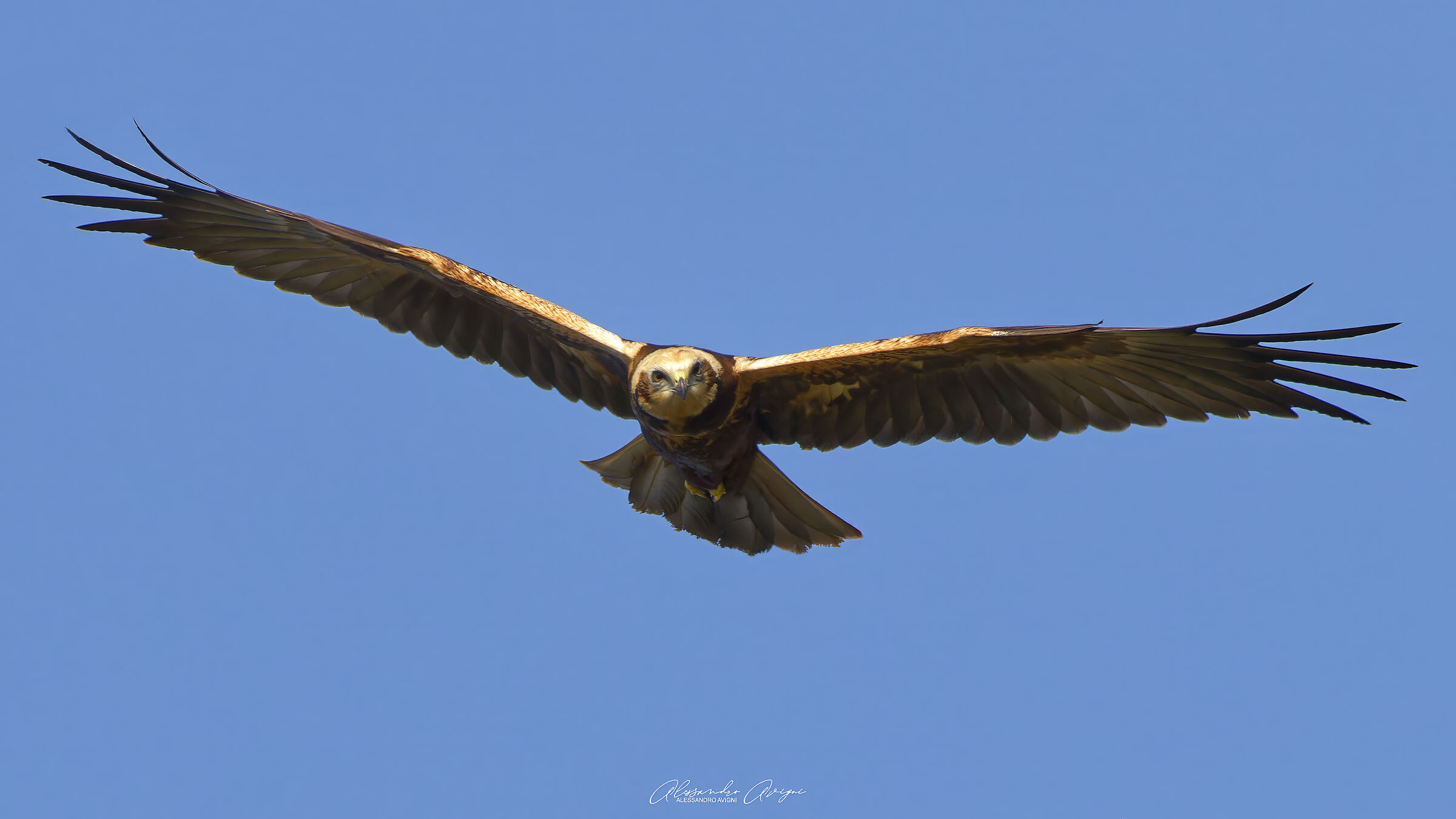 Falco di Palude