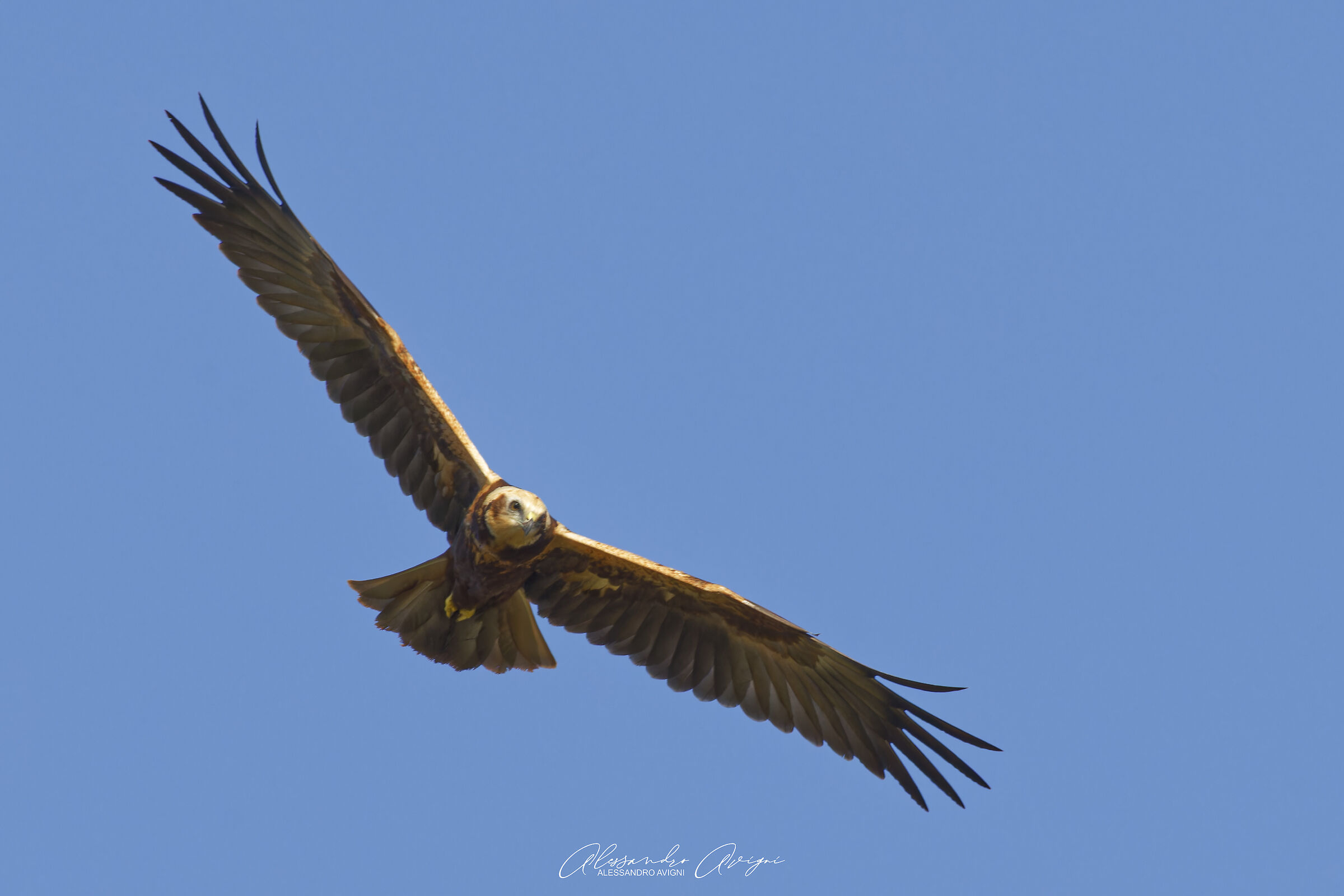 Falco di Palude
