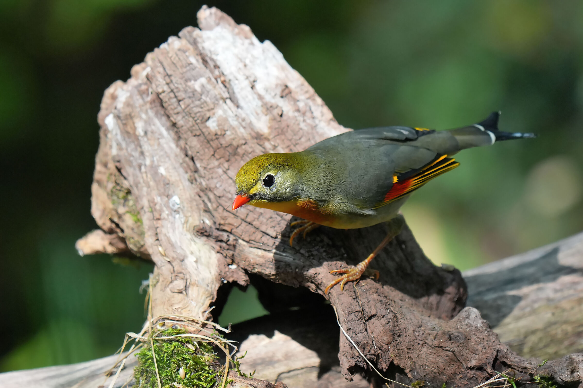 Nightingale of Japan