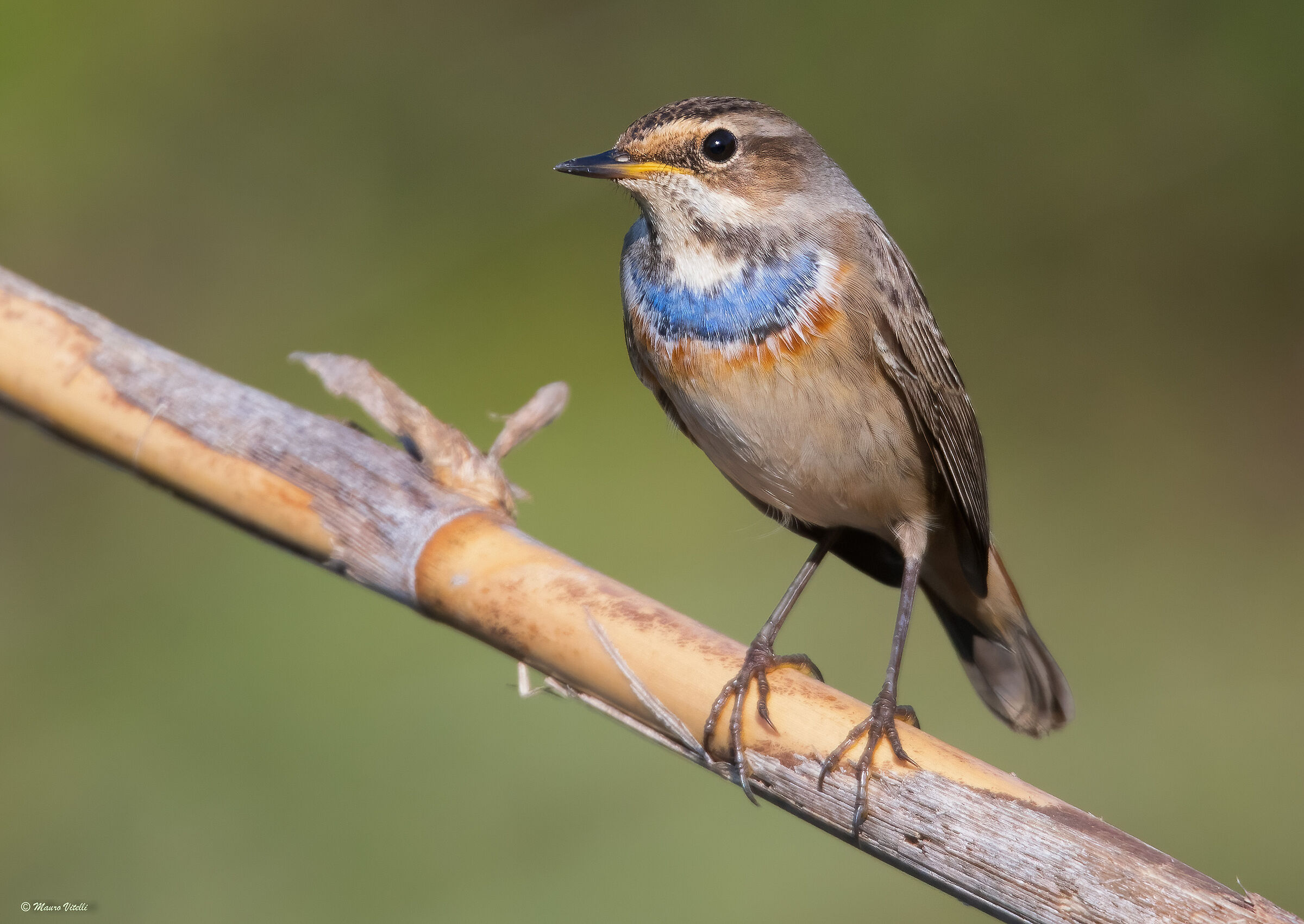 Blue-breasted (Luscinia svecica)