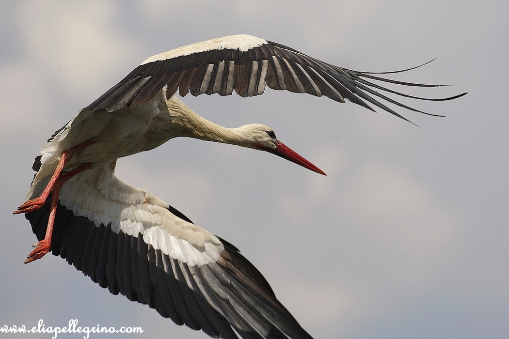 il battito animamale batte come non c'è ....