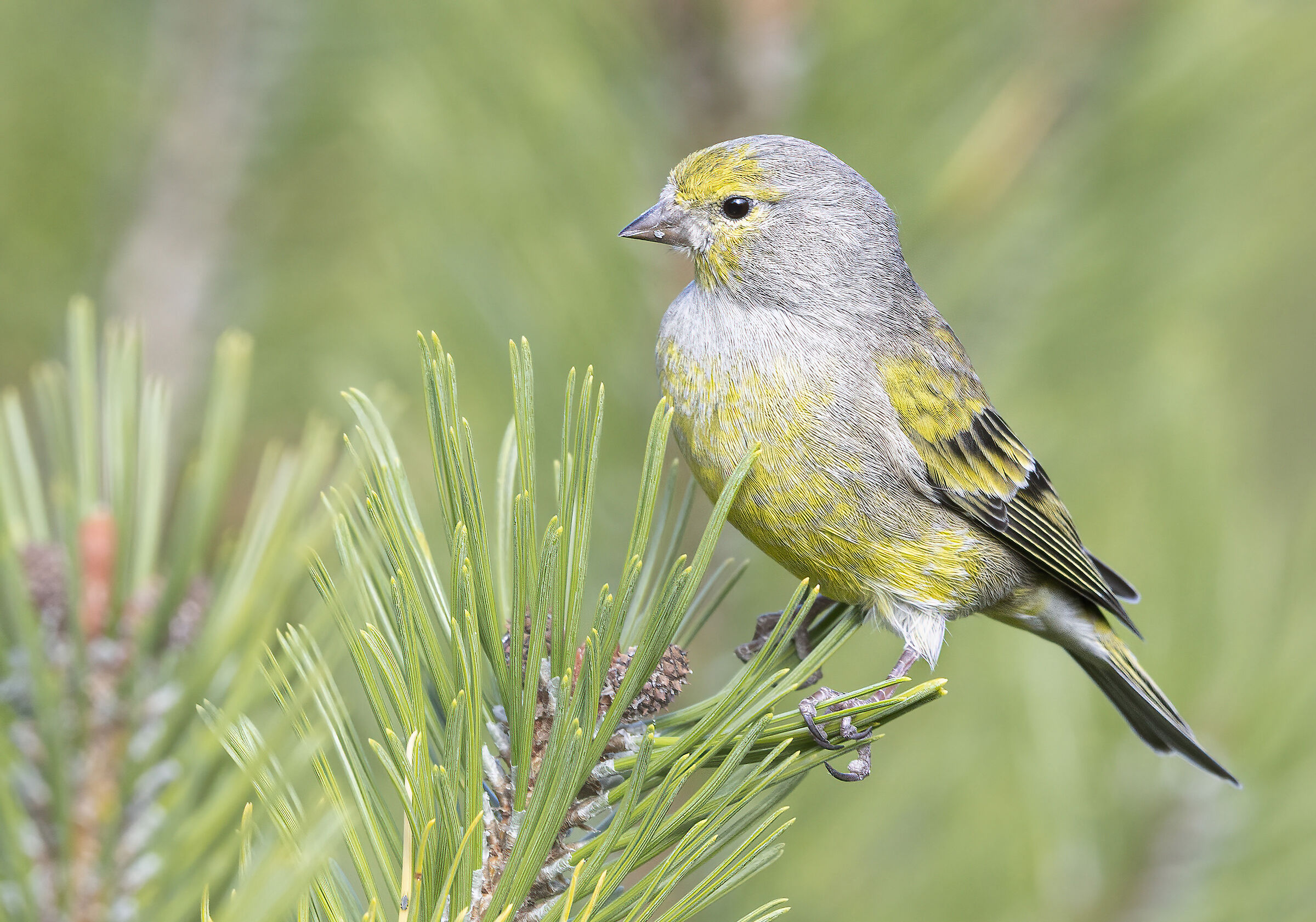 assolo, venturone alpino