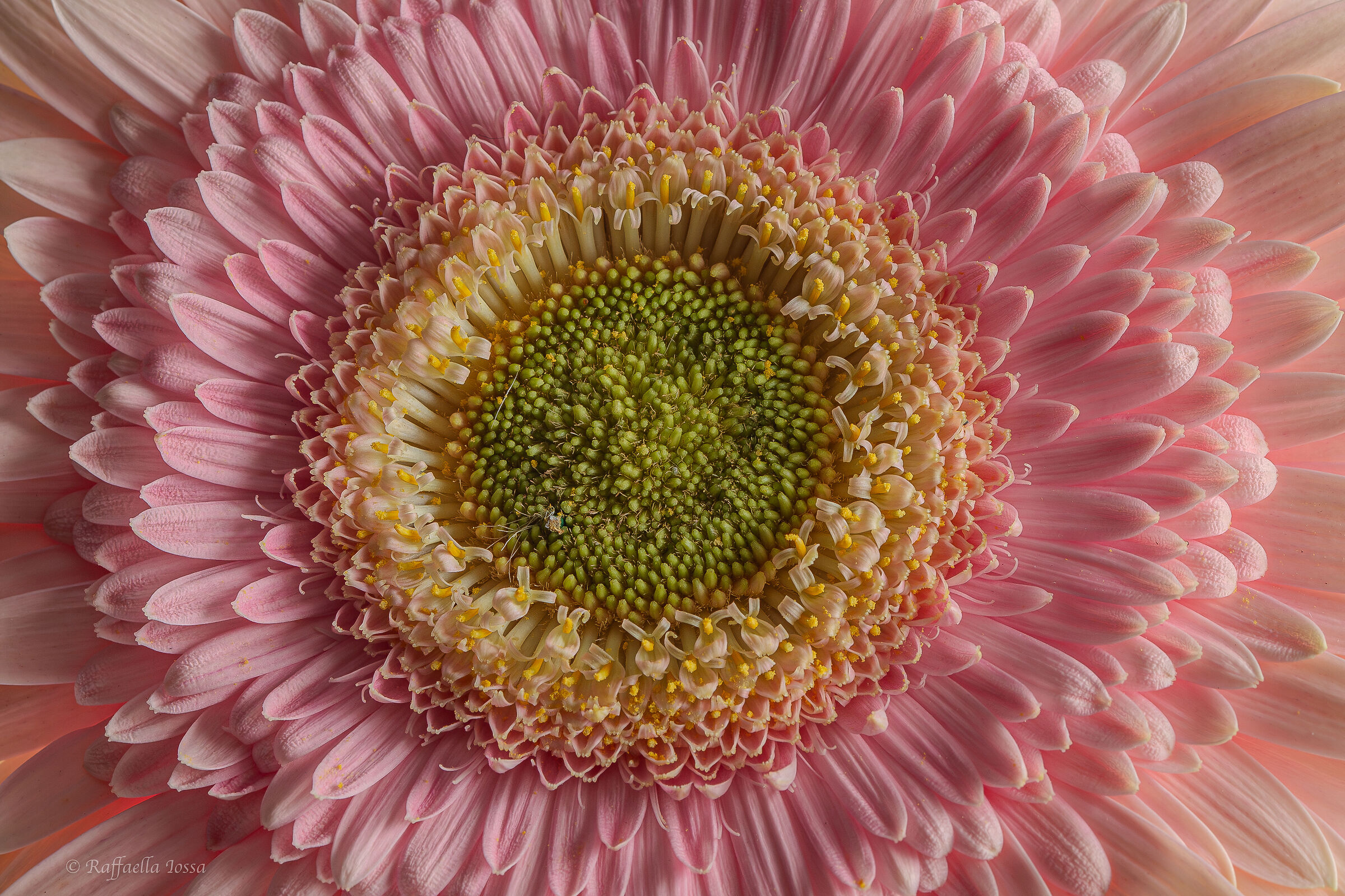 gerbera