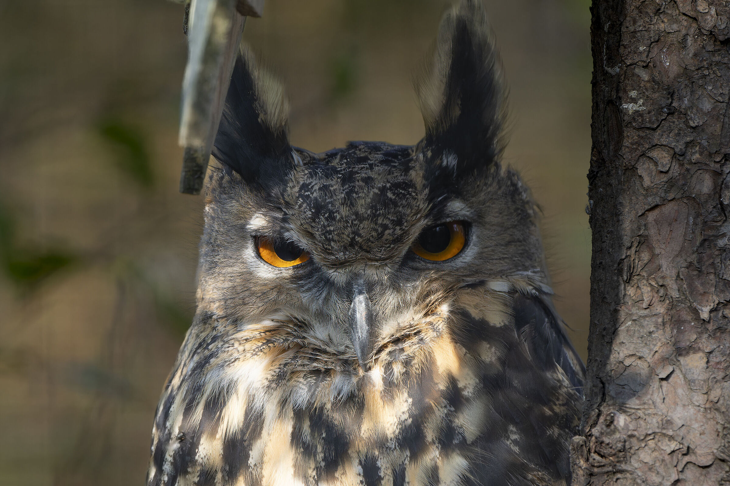 Eagle owl