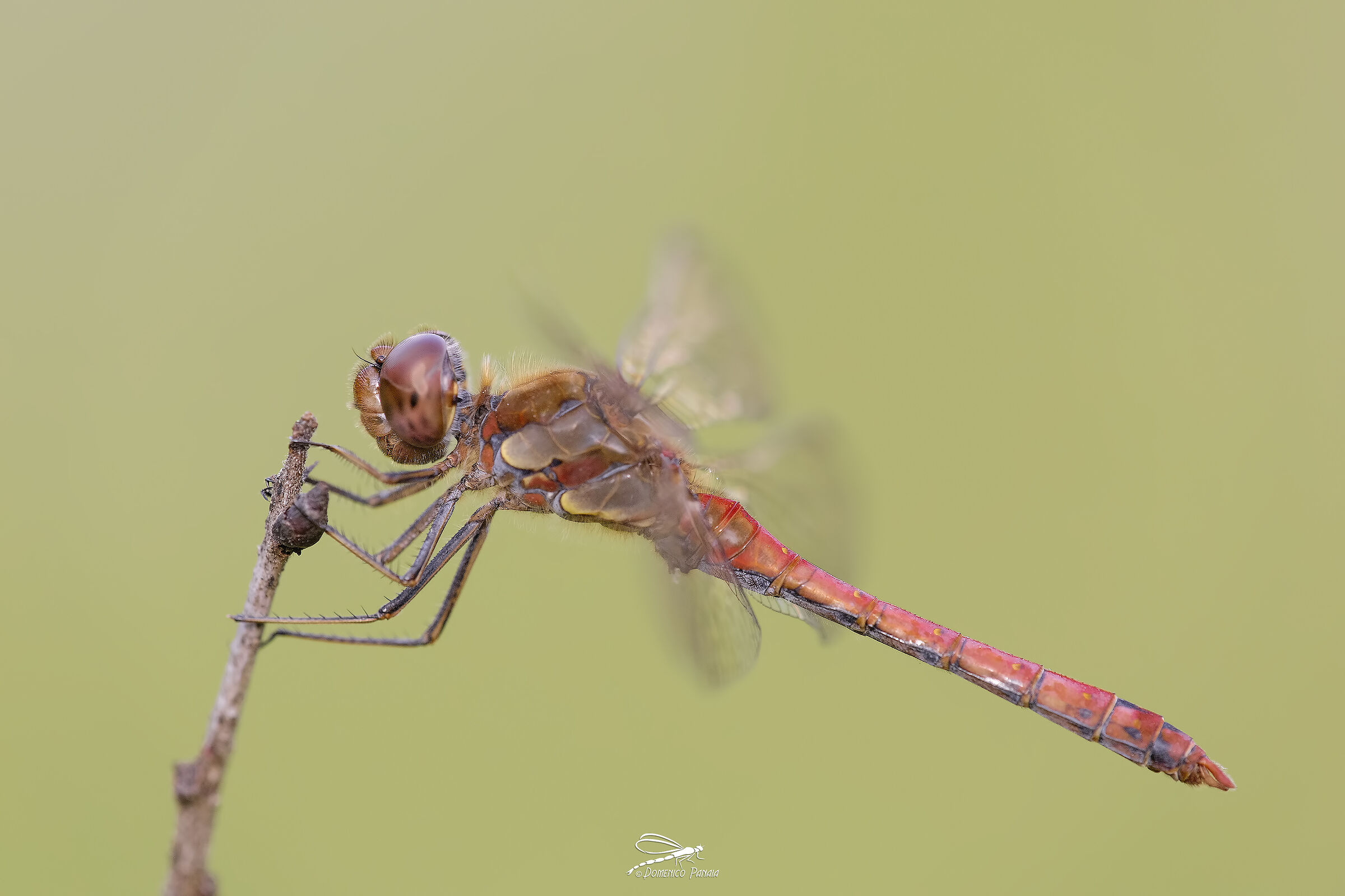 sympetrum striolatum