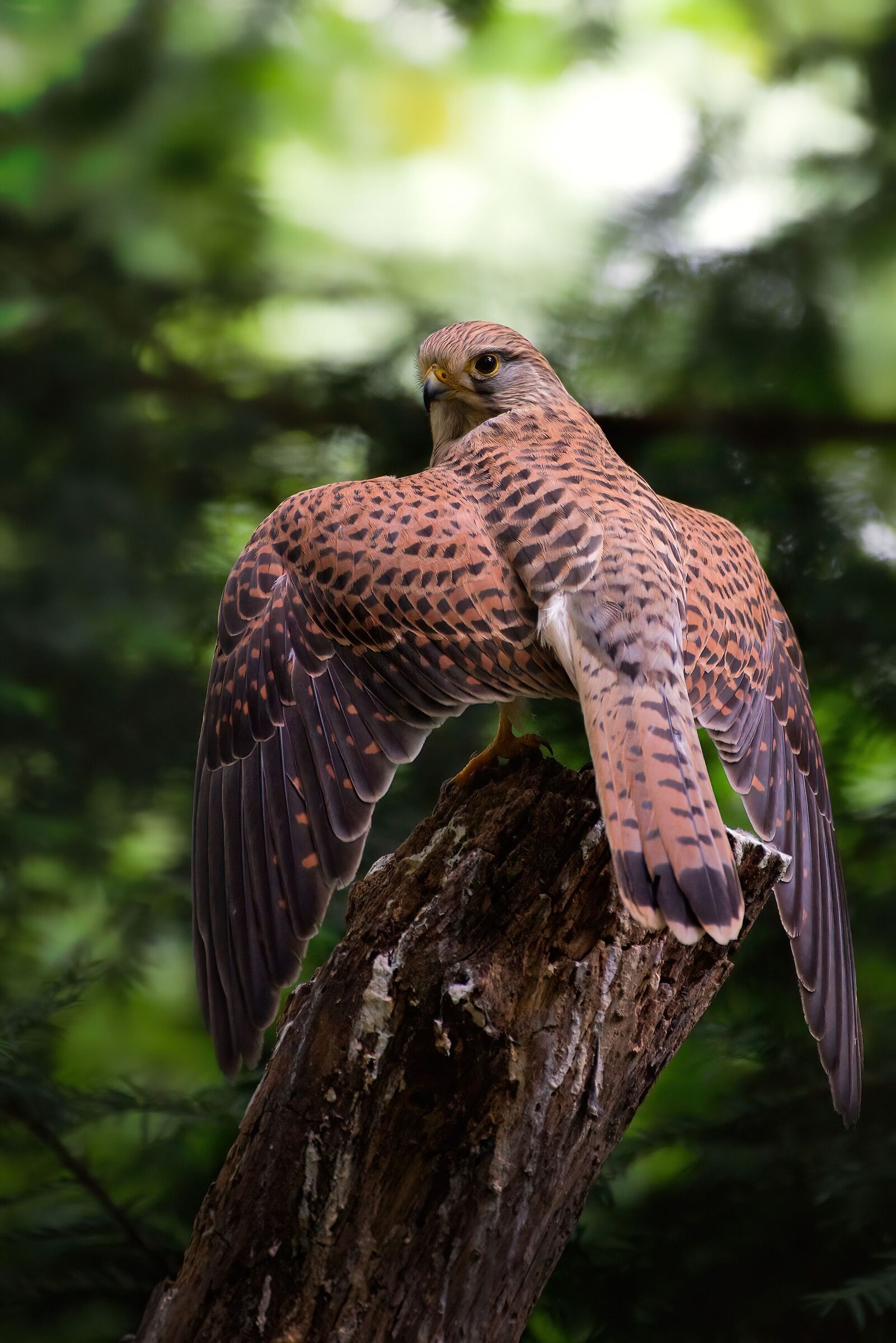Waiting in the undergrowth