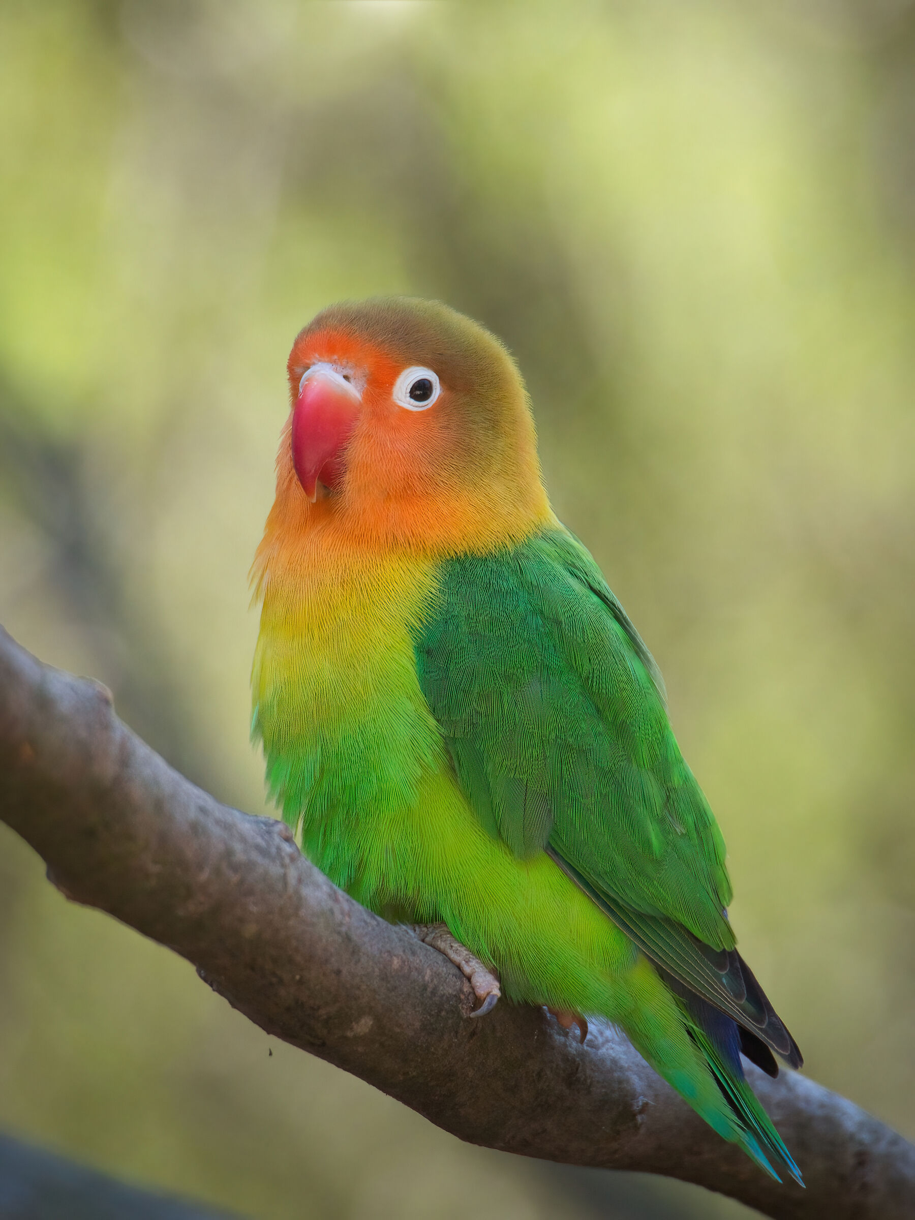 Agapornis roseicollis