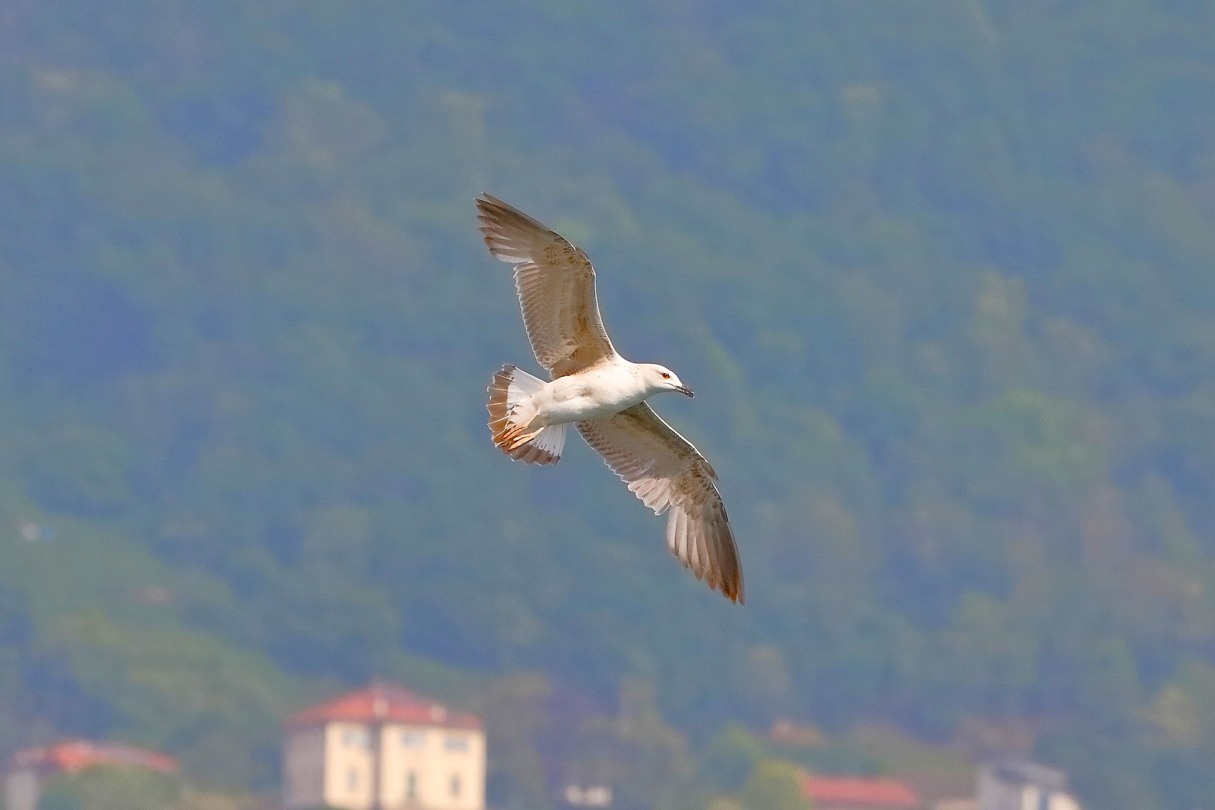 Gabbiano reale 08 maggio 2023