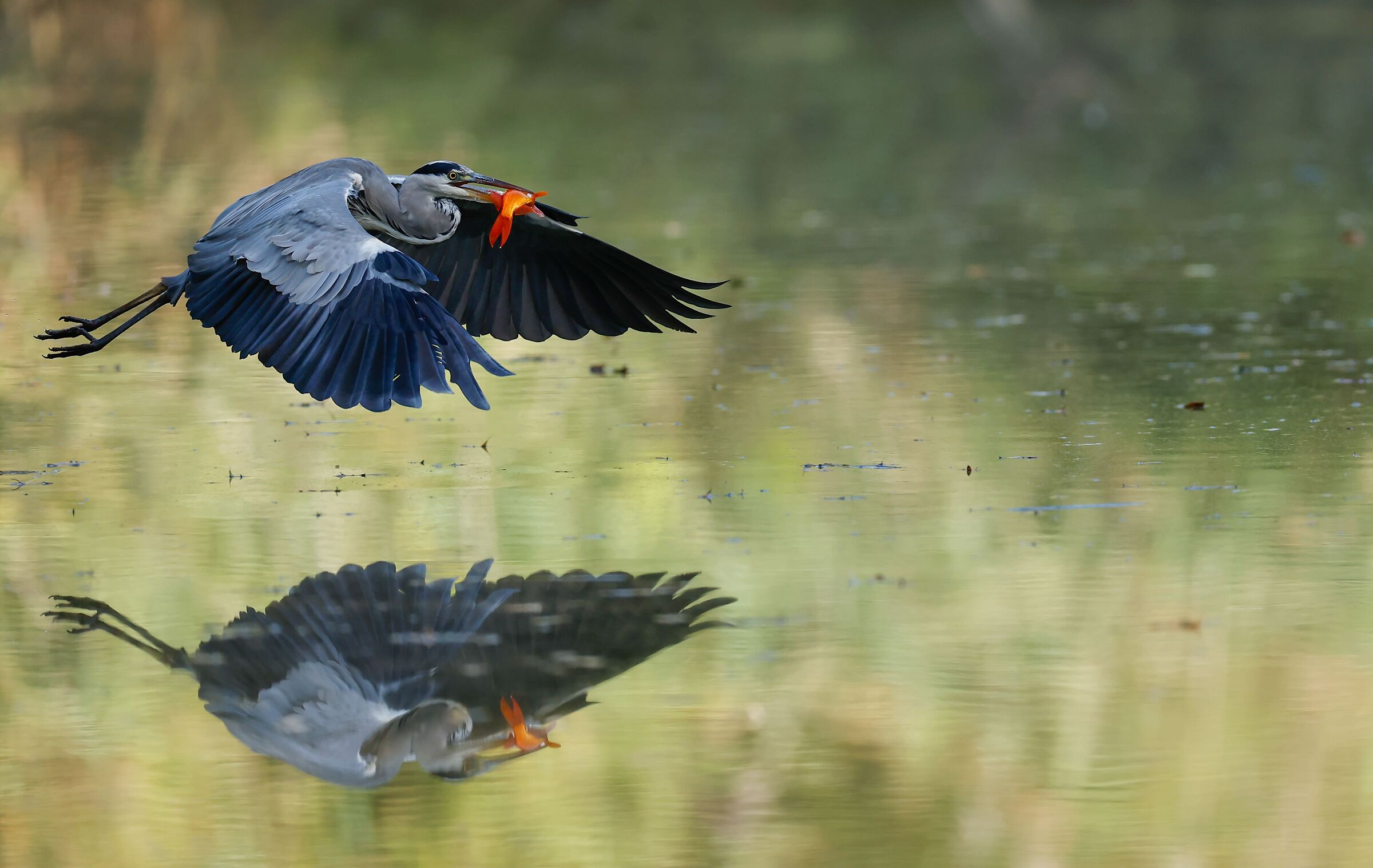 Grey heron with prey