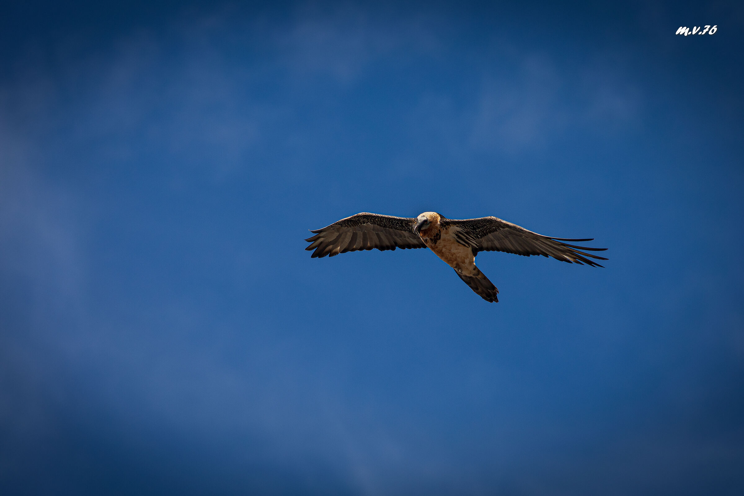 Avvoltoio degli agnelli o gipeto
