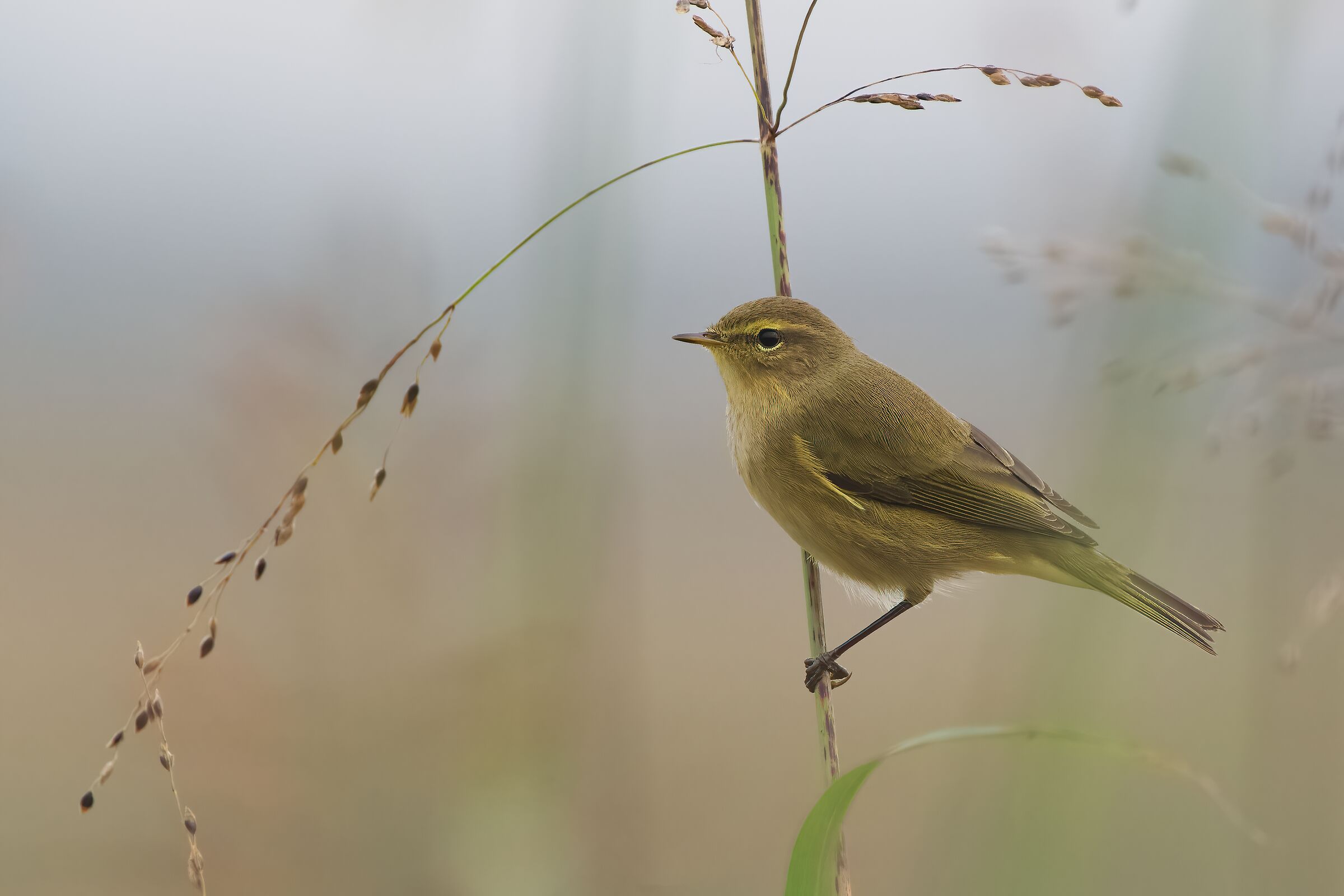 Chiffchaff