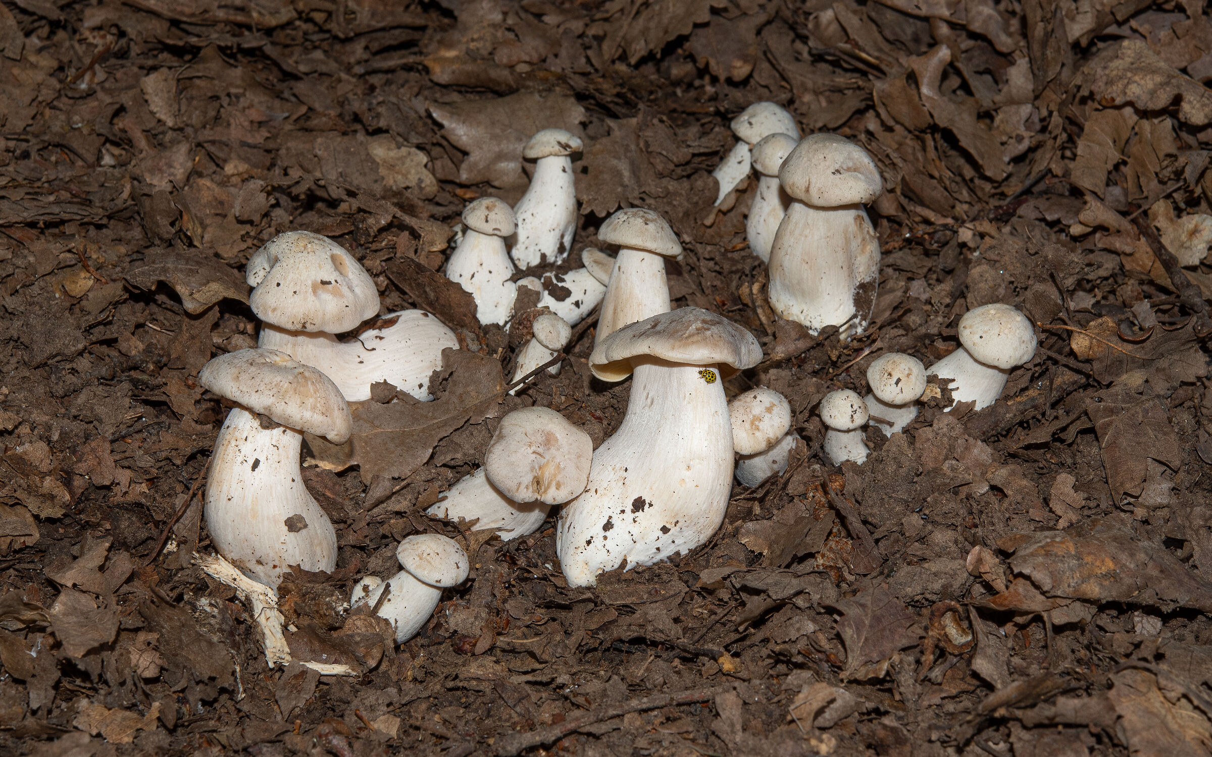 Bruise entoloma