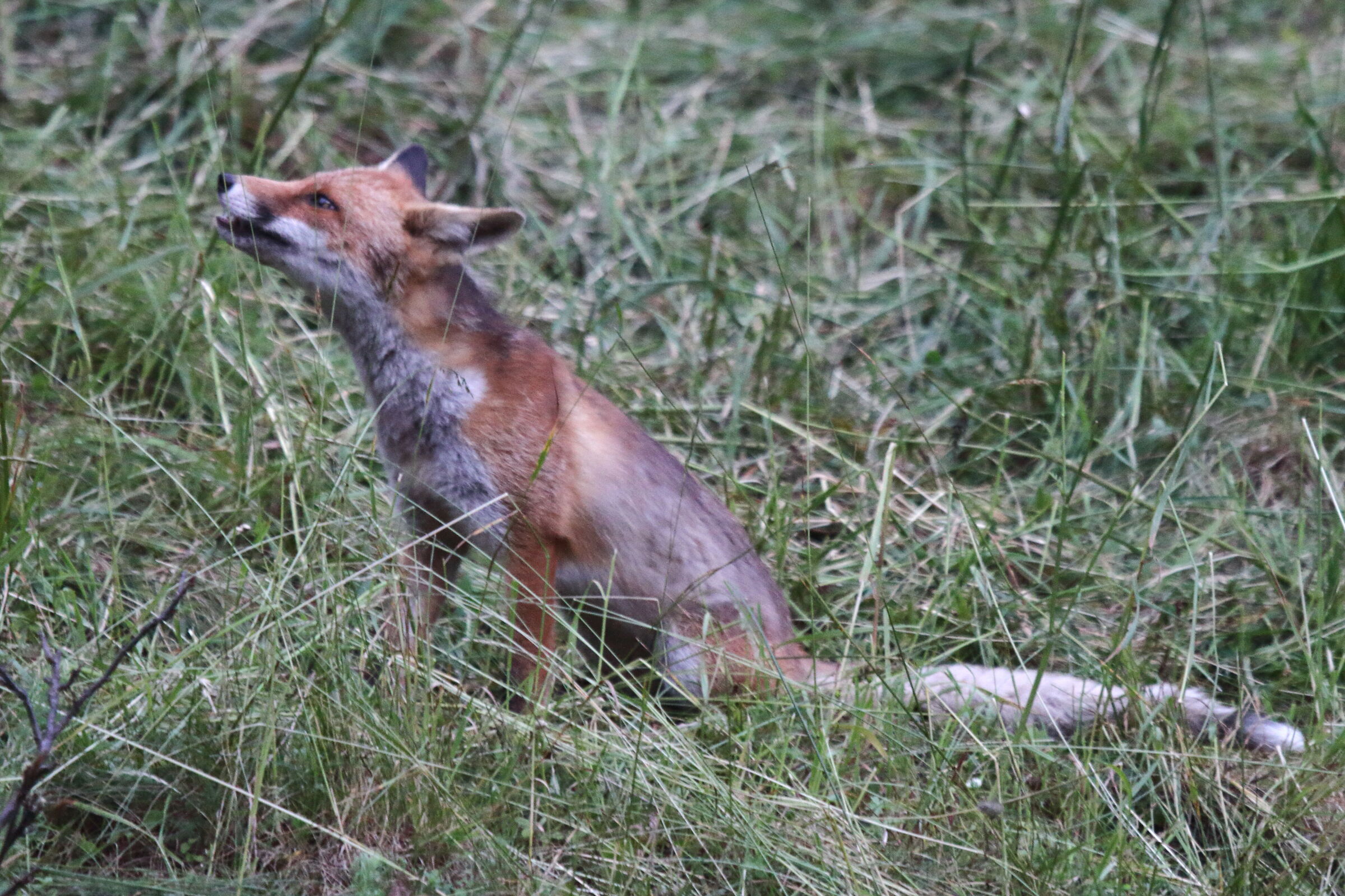 Fox