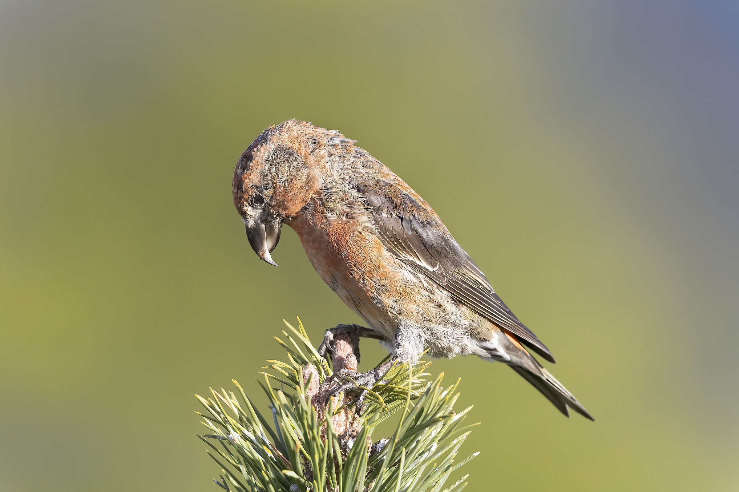 il crociere controlla il germoglio di pino mugo