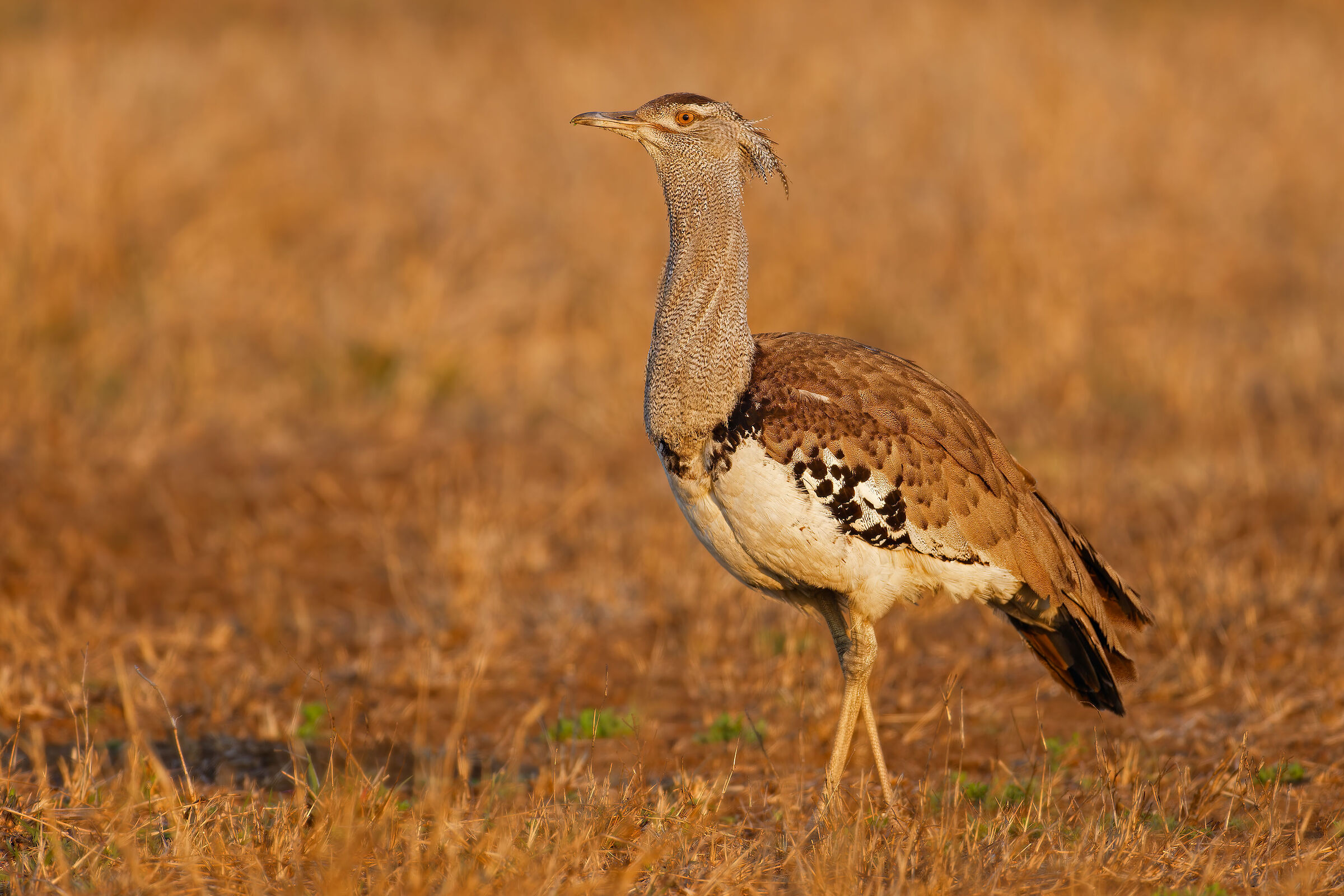 Kori Bustard