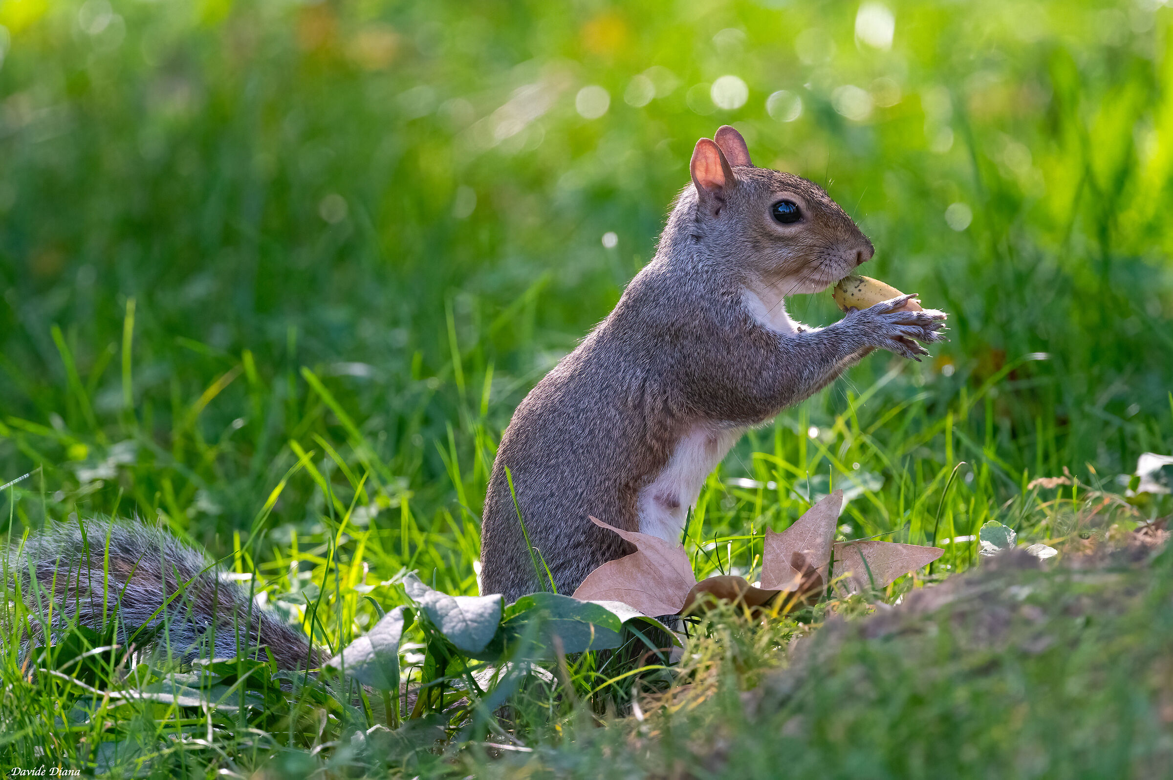 Grey Squirrel