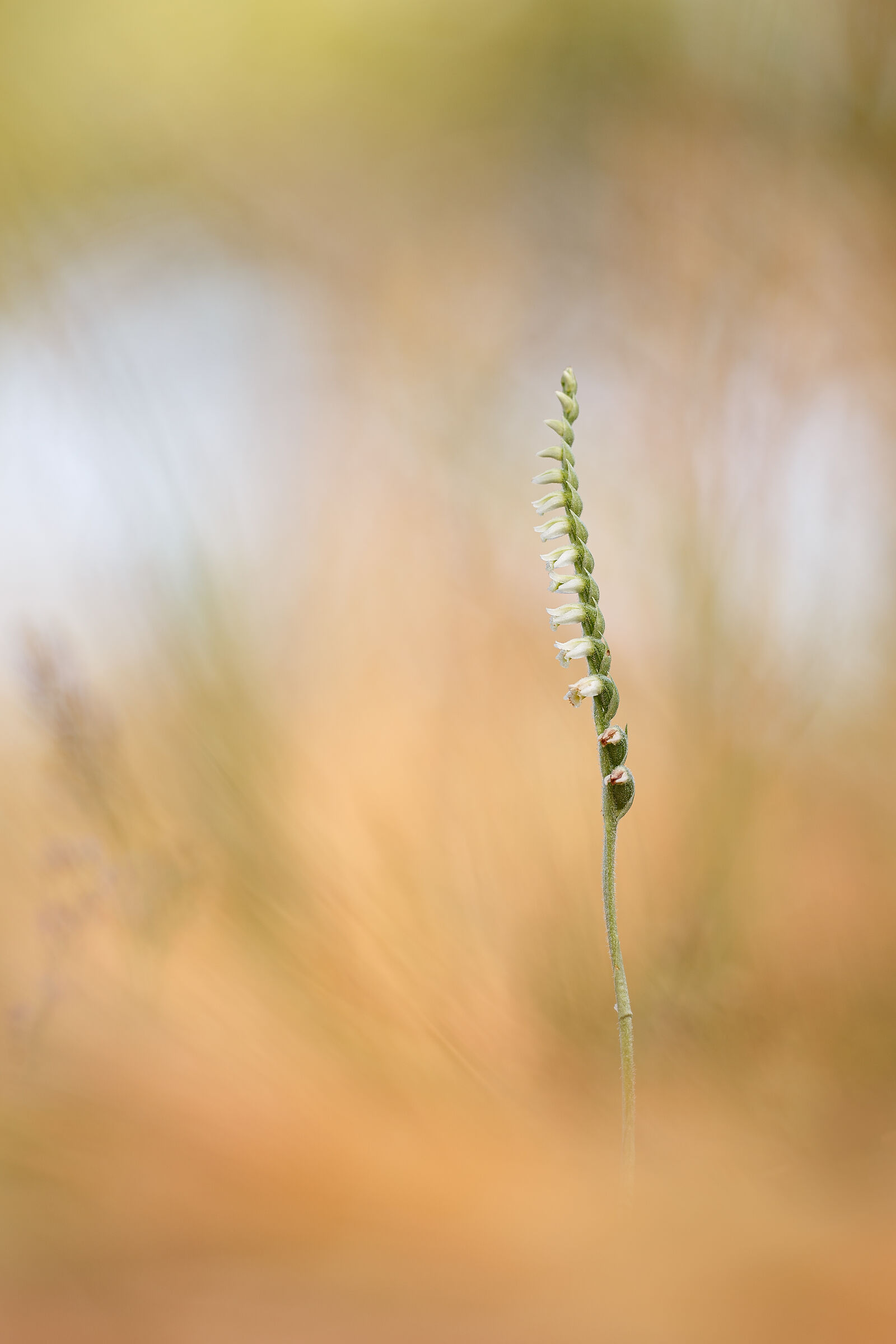 orchid spiranthes spiralis