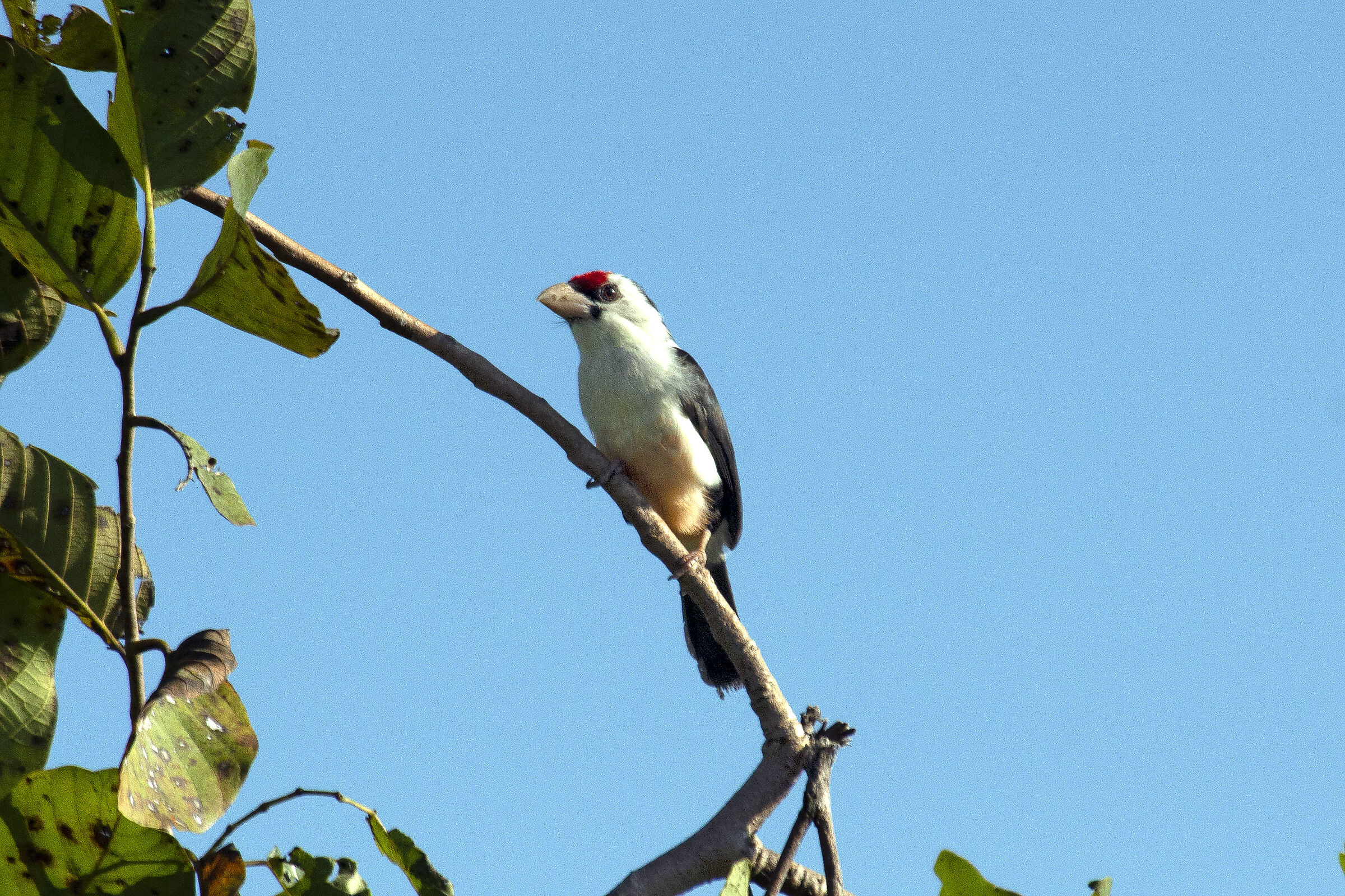 Barbetto dorsonero - Lybius minor - Black-barbet