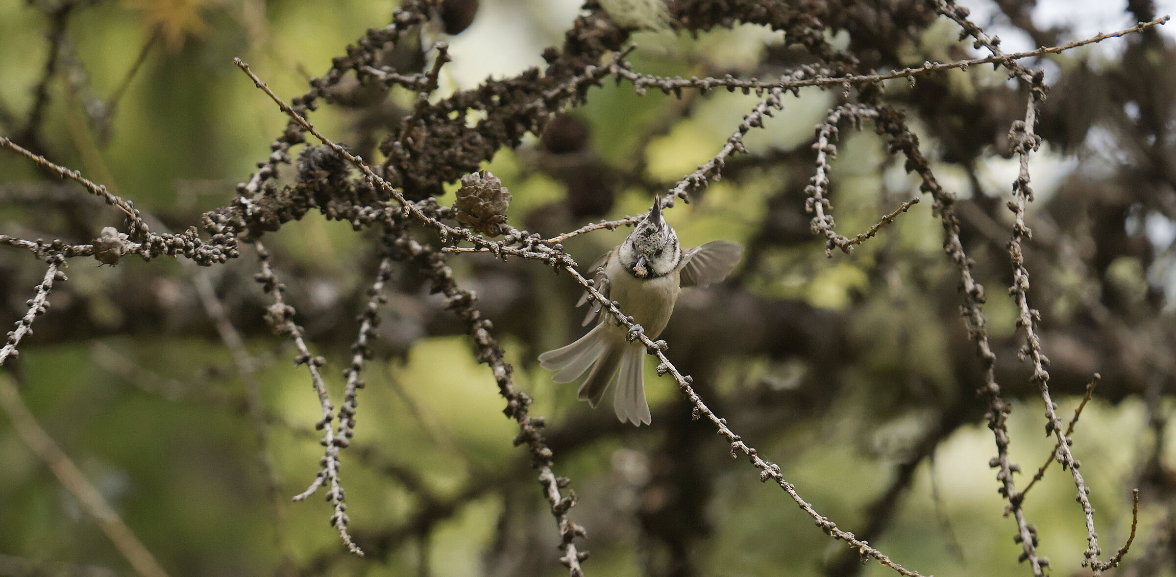 tufted
