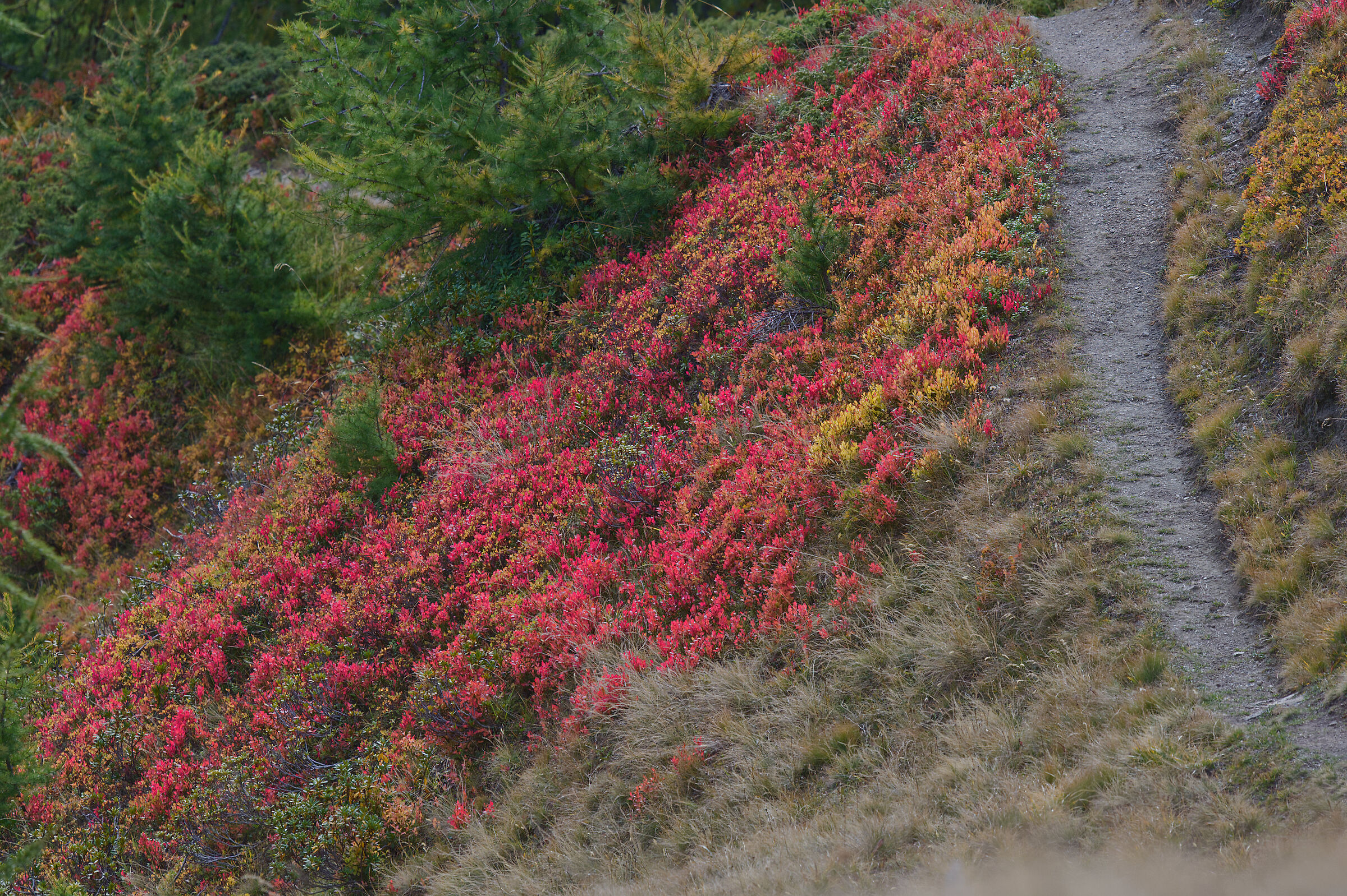 A small but colorful expanse of mir seedlings