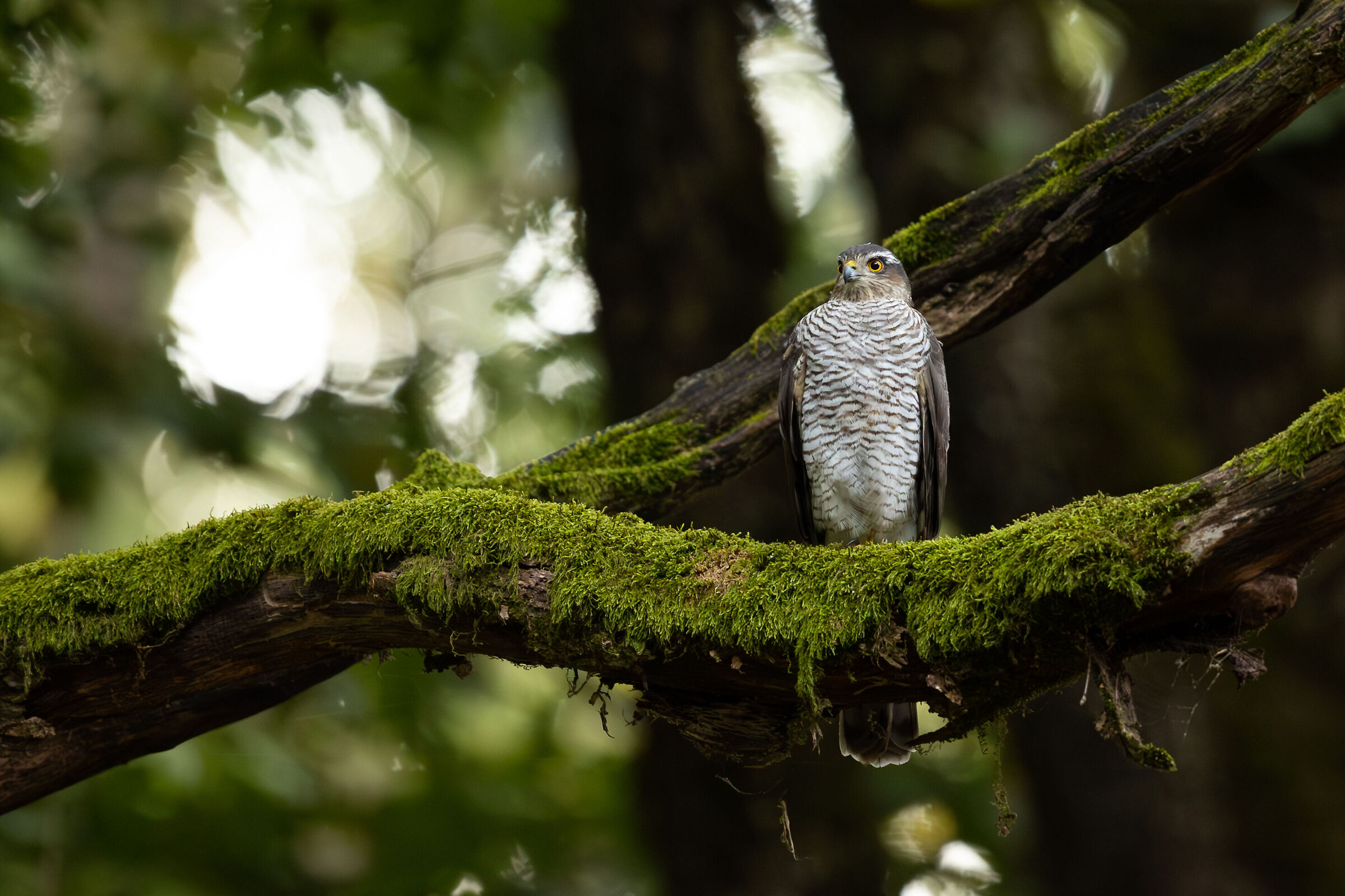 Accipiter nisus