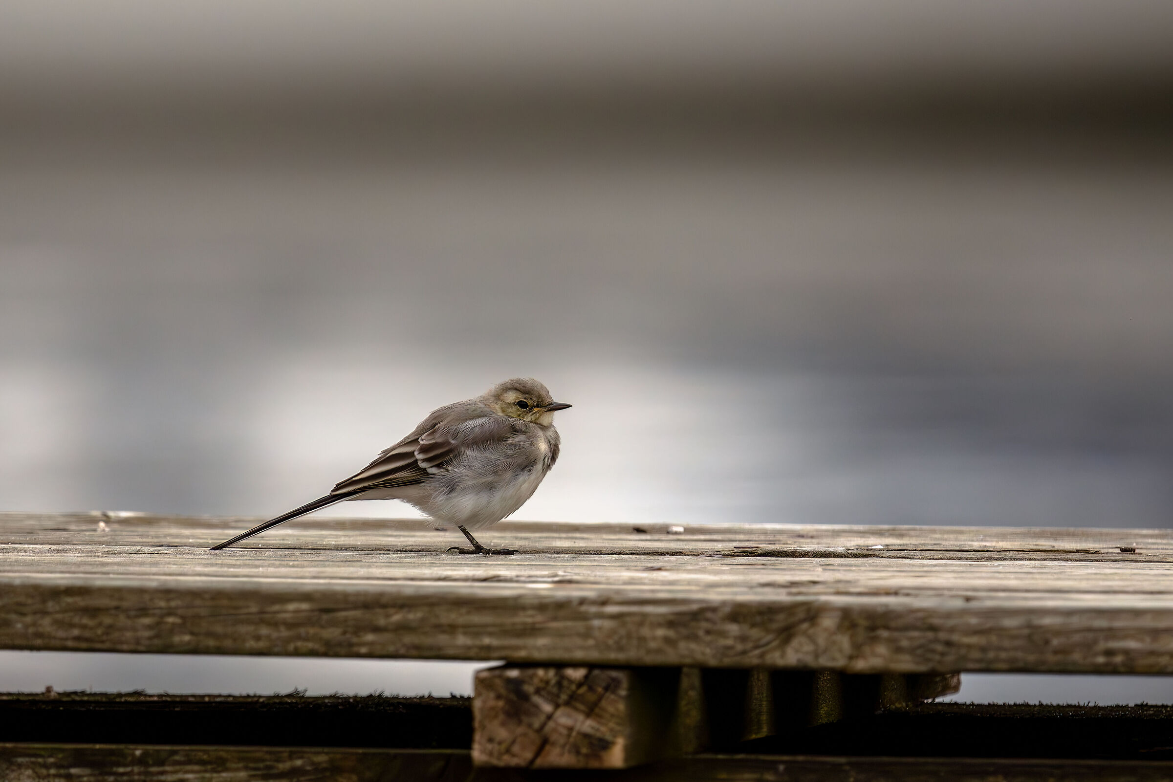 Ballerina Bianca - giovane