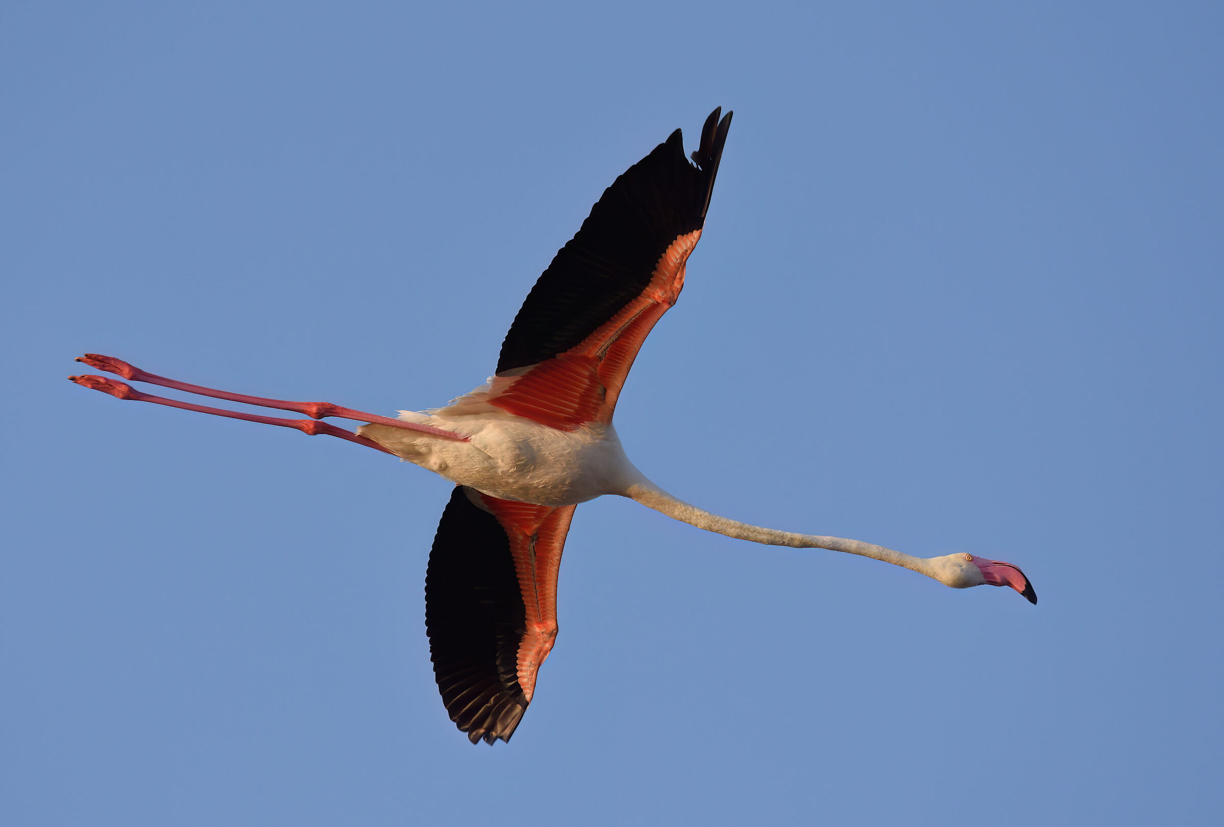 Flamingo