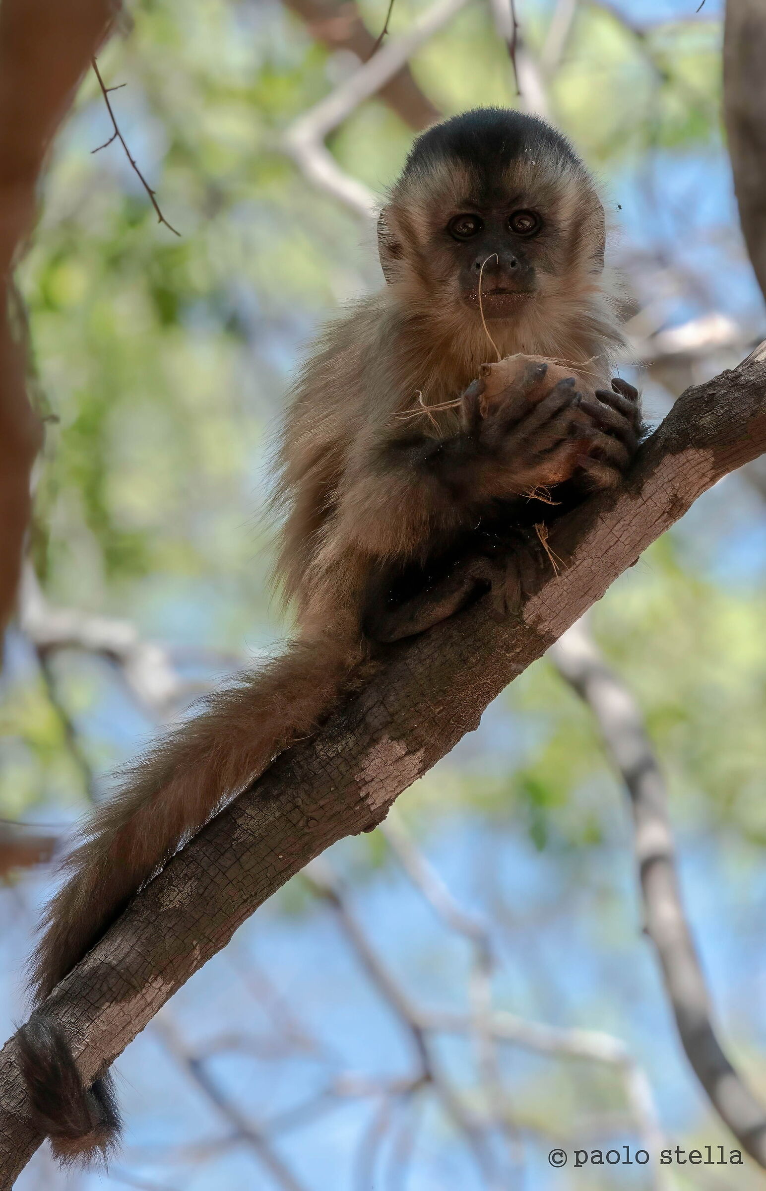 The nut-breaking monkeys