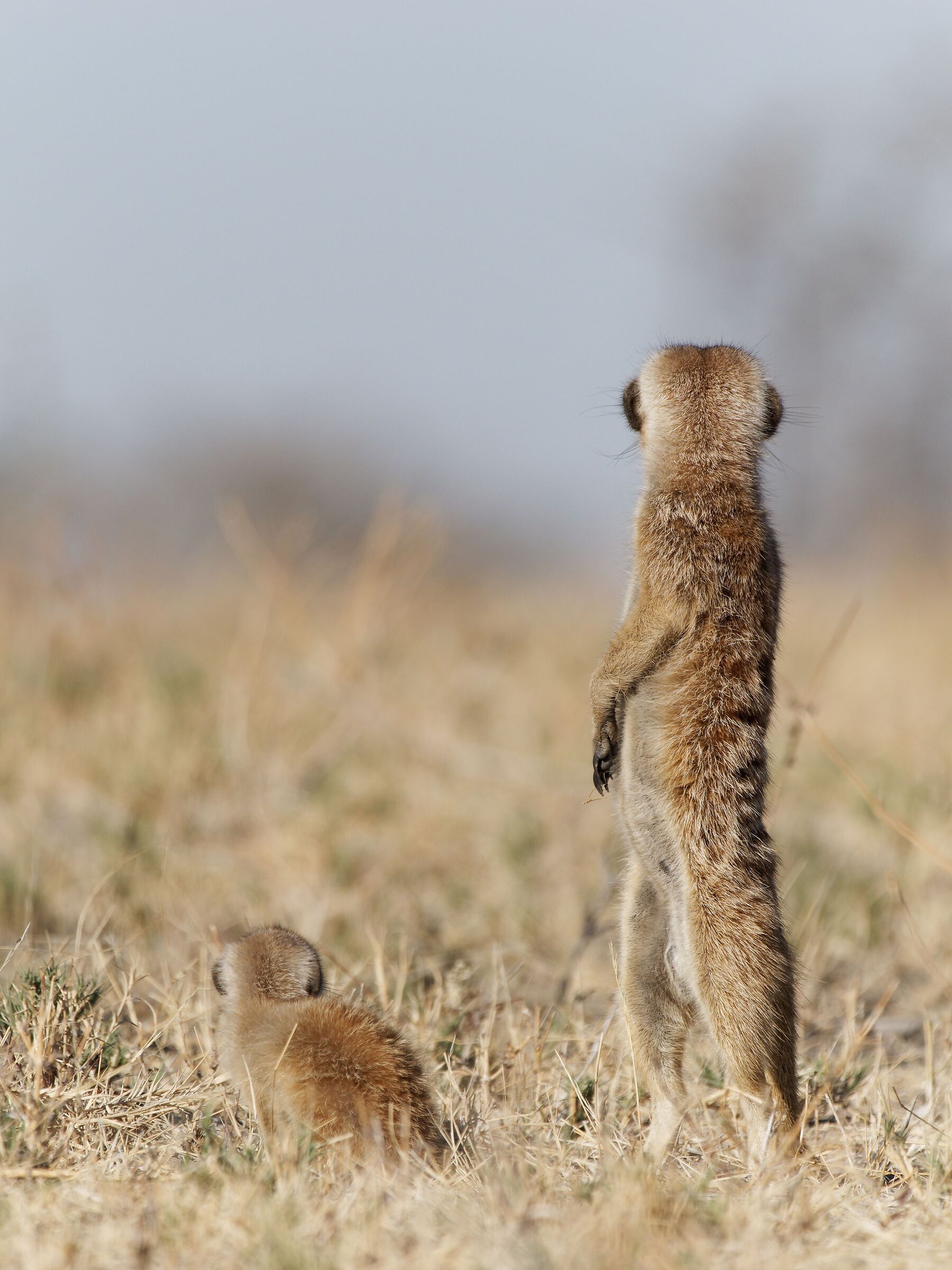 Mom should come from the