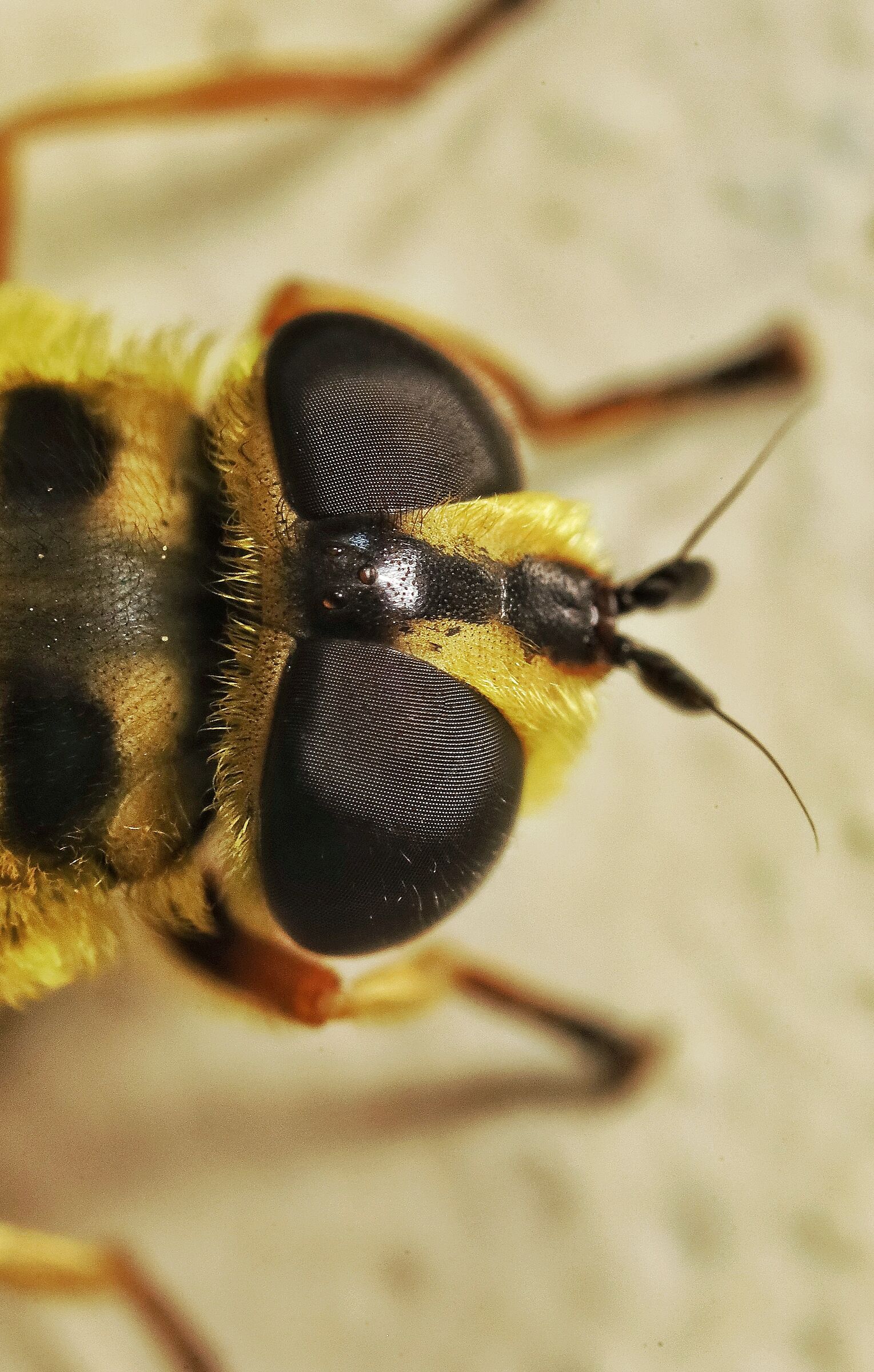 Myathropa florea
