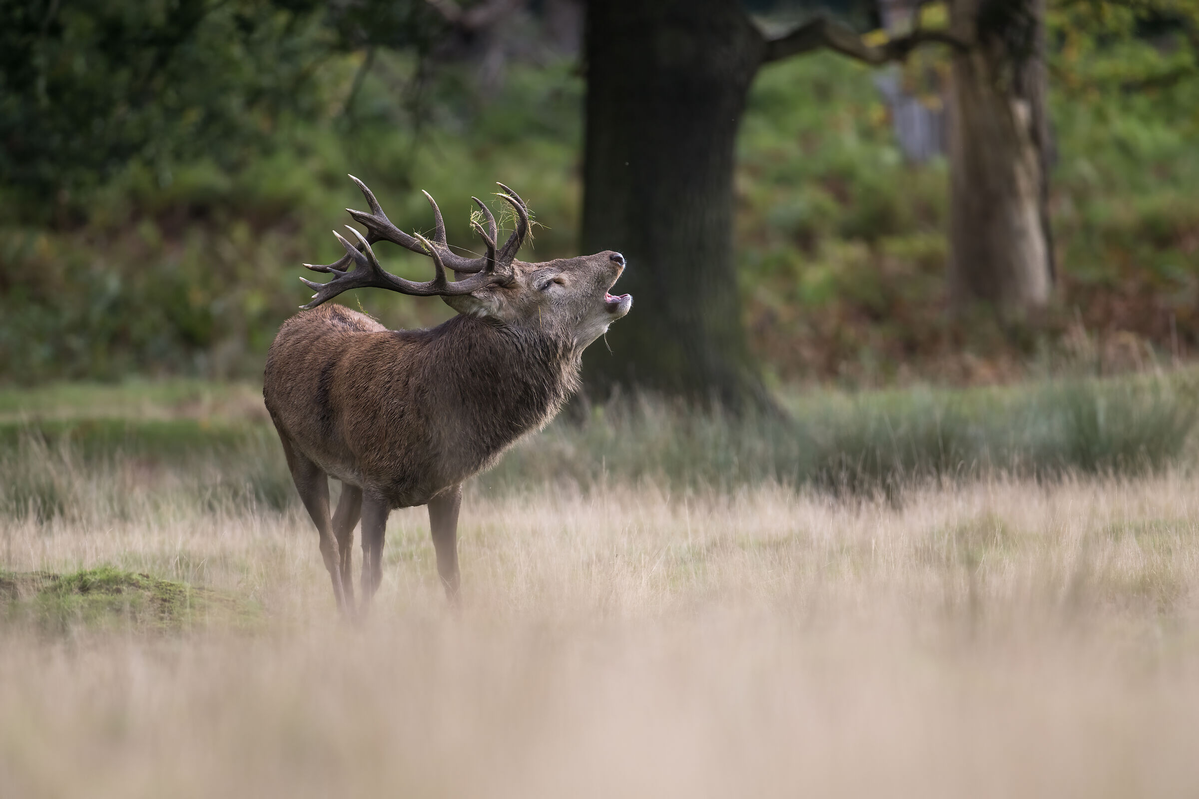 Red deer (Cervus elaphus) stag