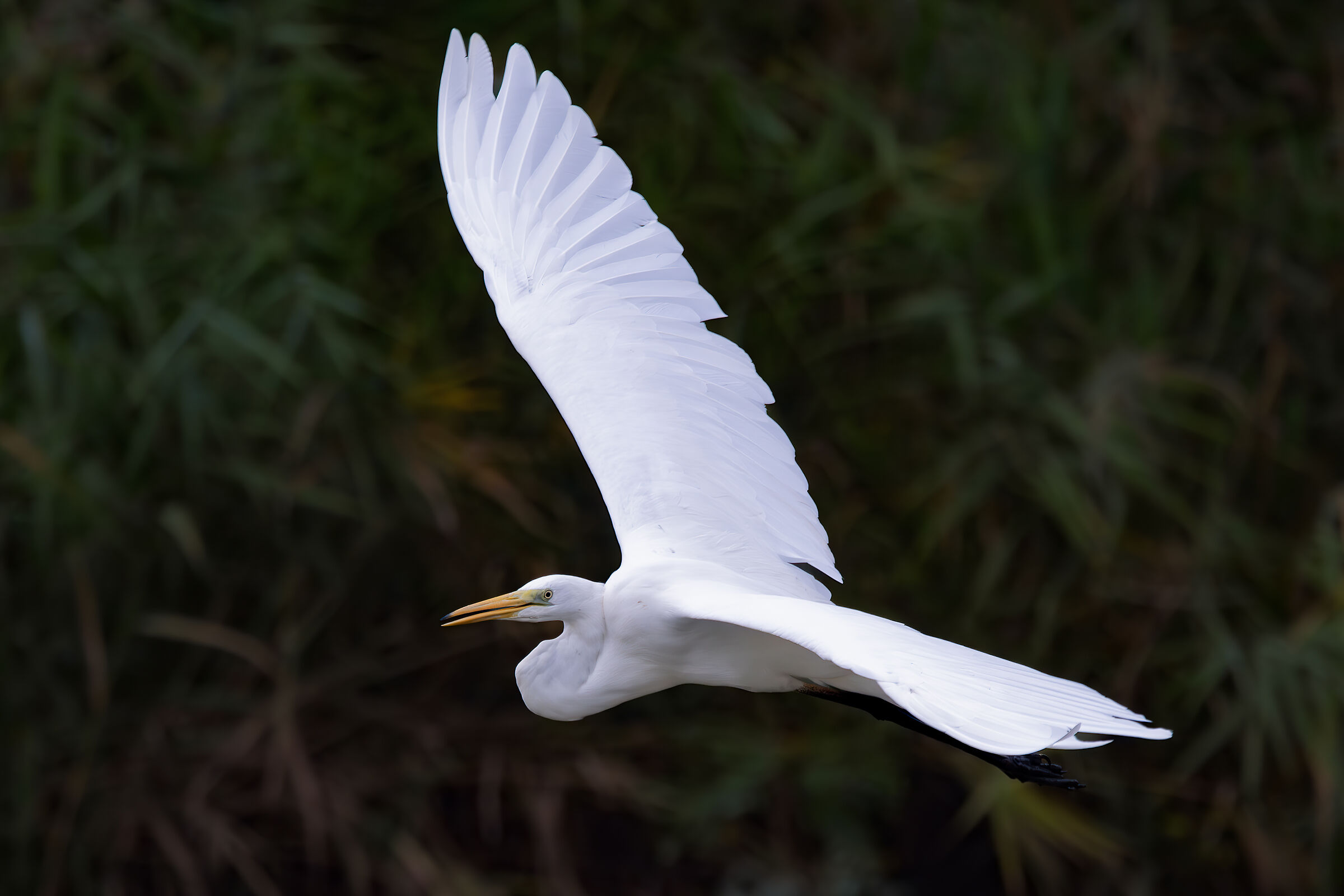 White Heron