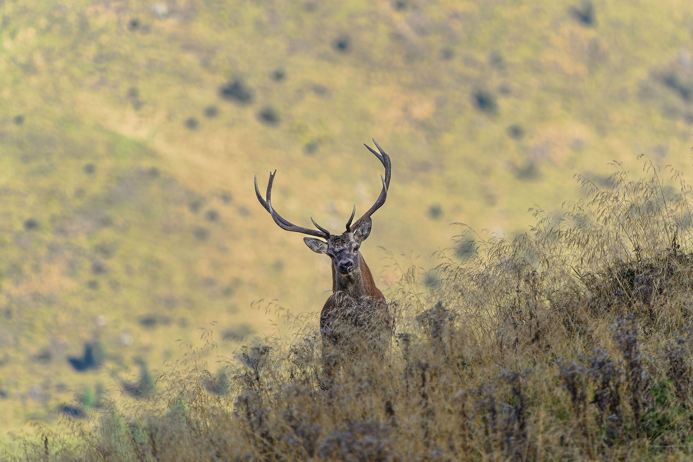 Deer Carnic Alps 2023