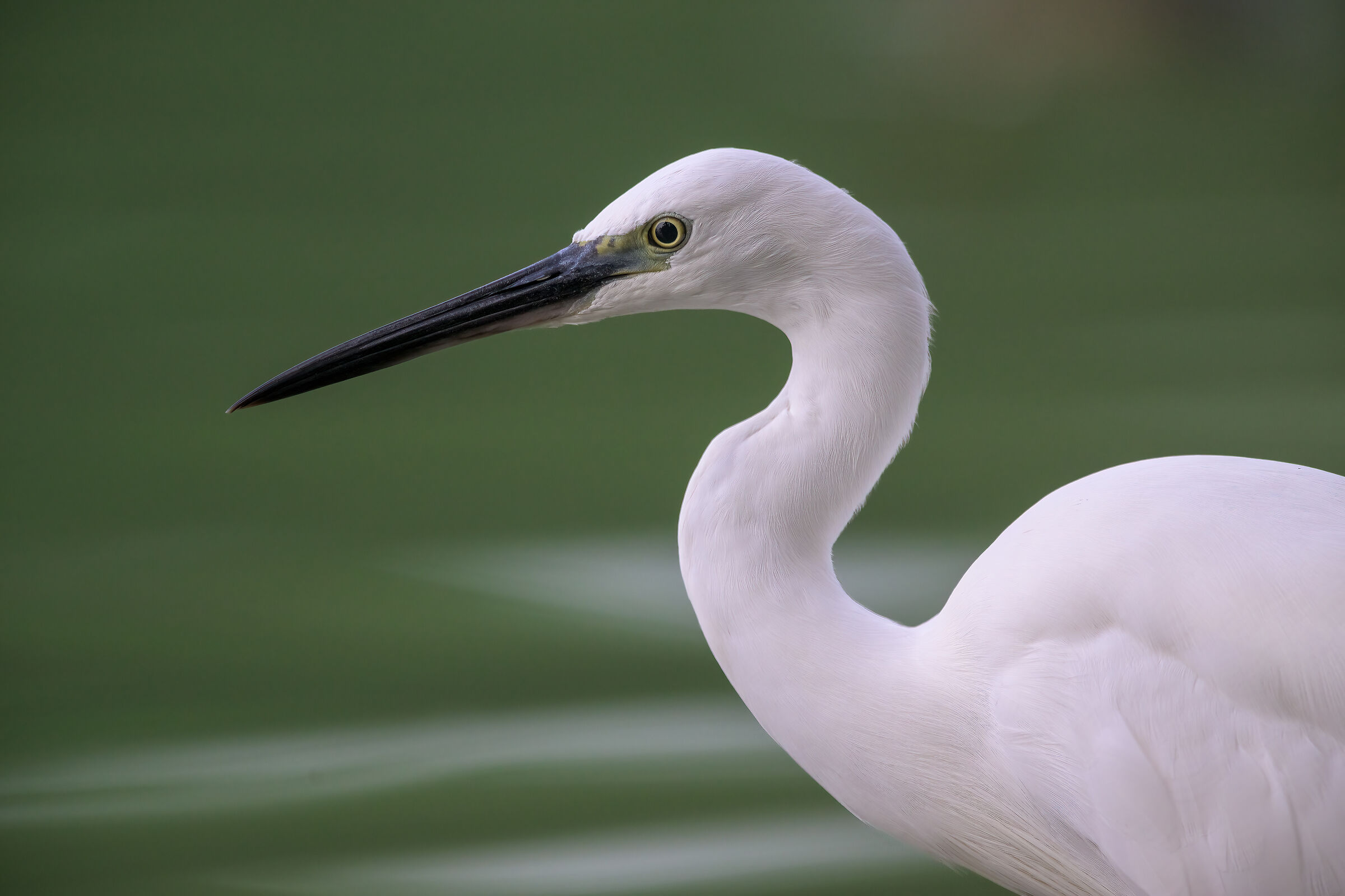 Egret
