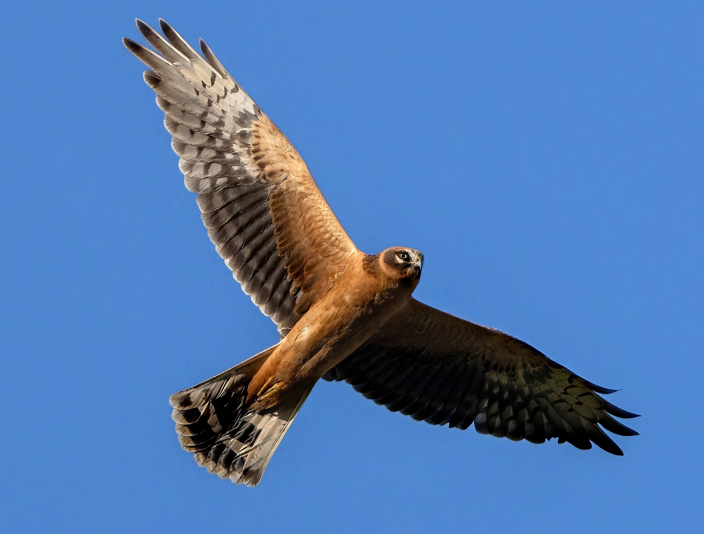 Harrier (Circus pygargus)