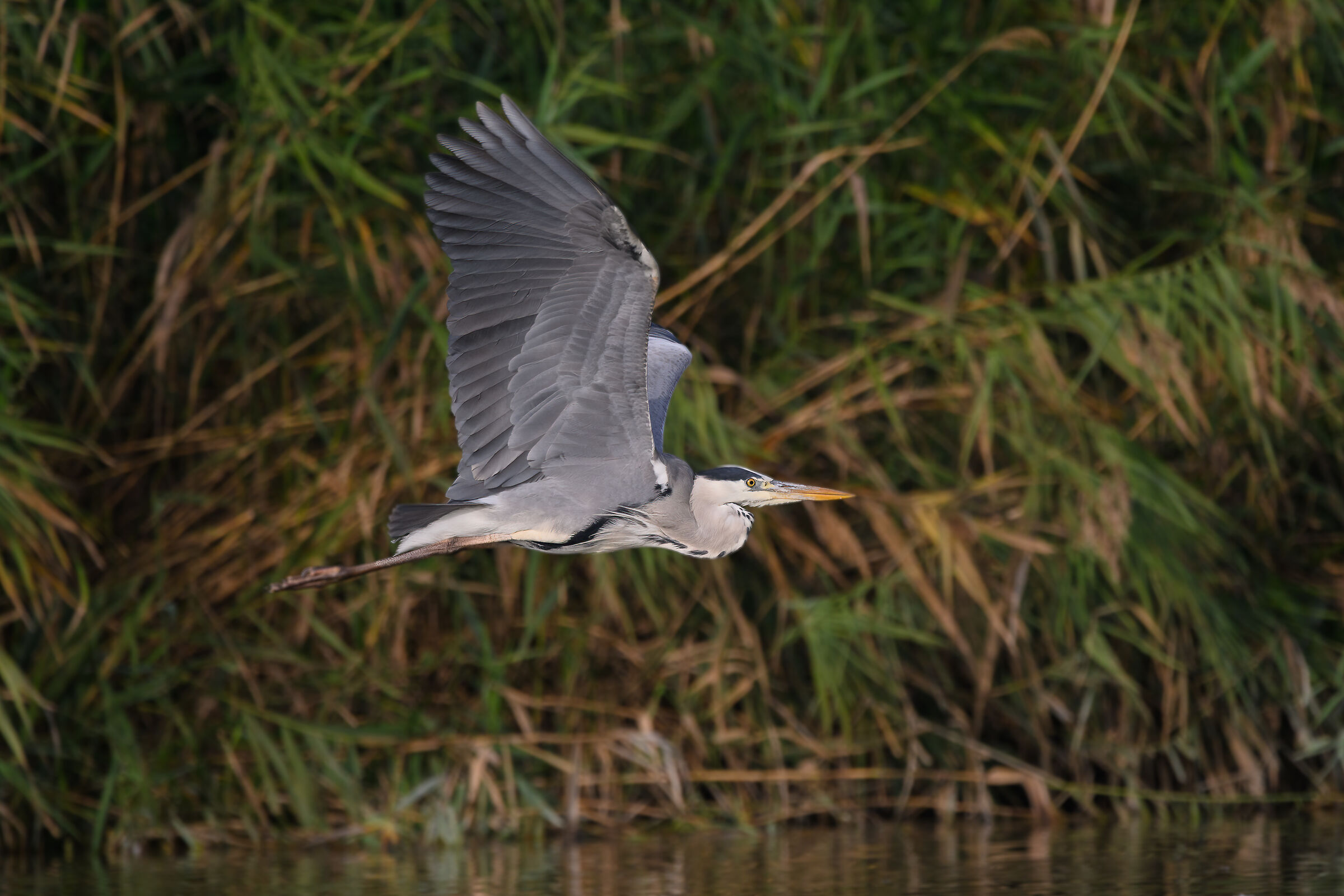Grey Heron