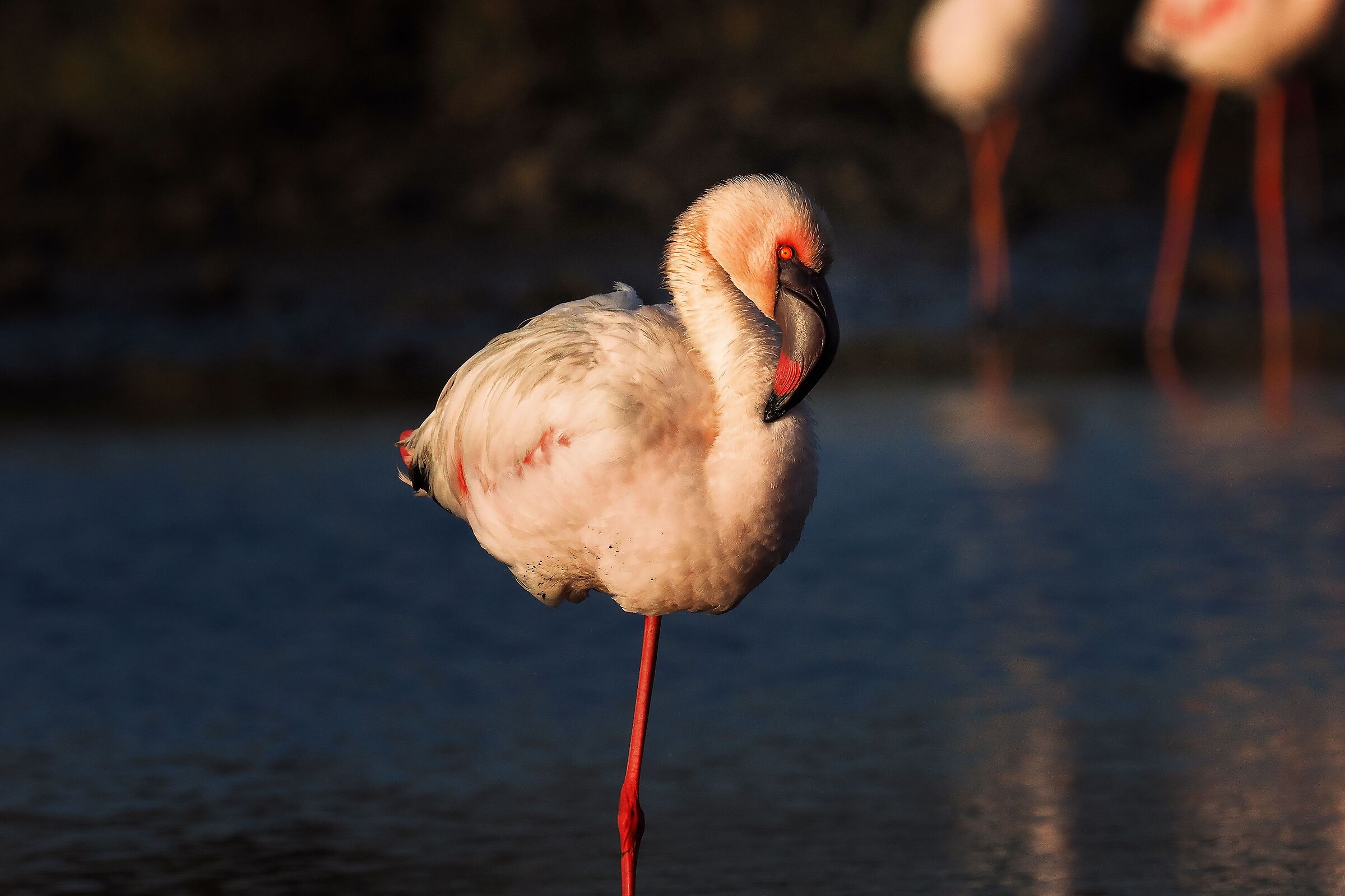 Flamingo on Swakopmund beach (Namibia)