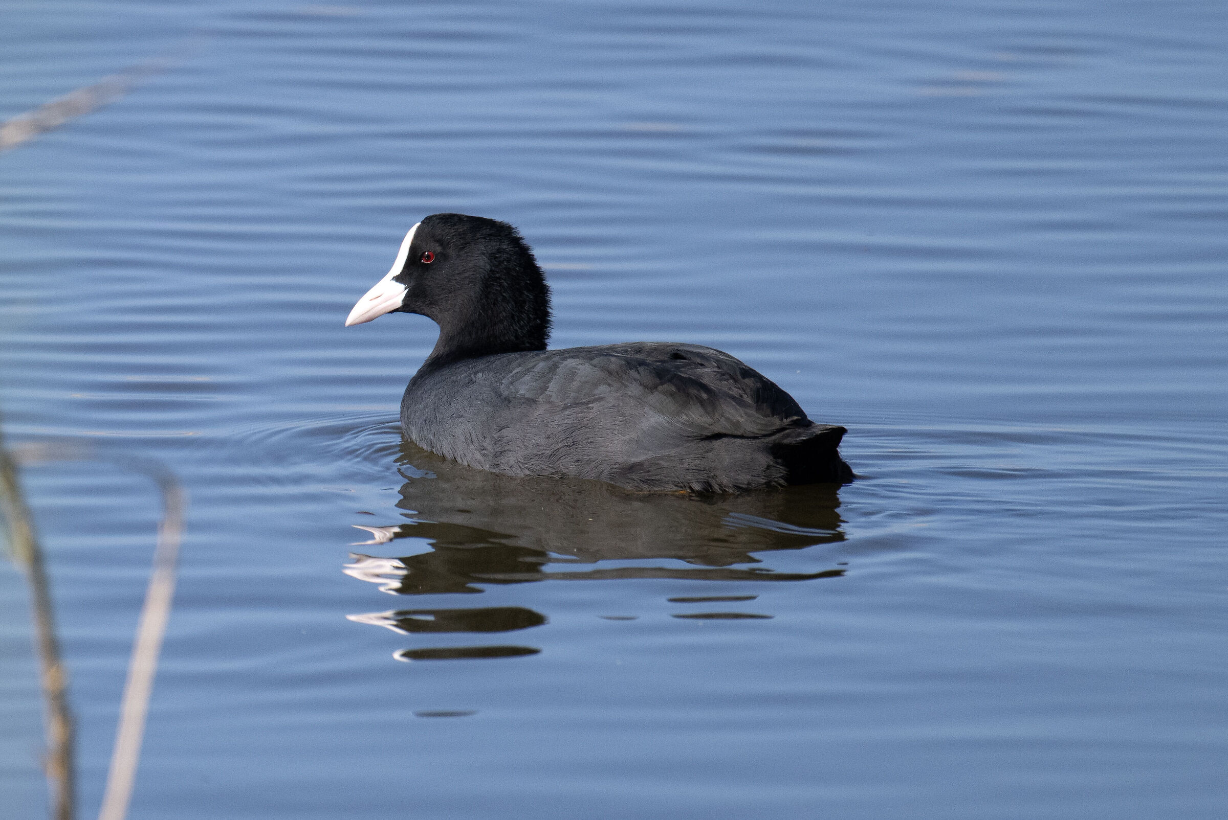 First Photos Birdlife