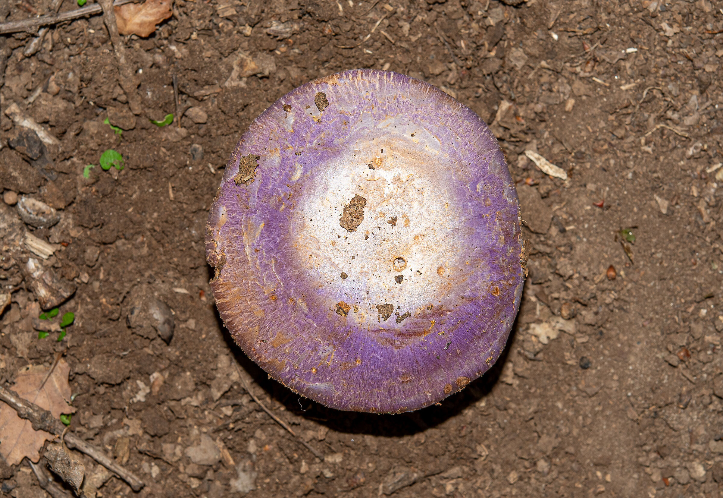Cortinarius violaceo