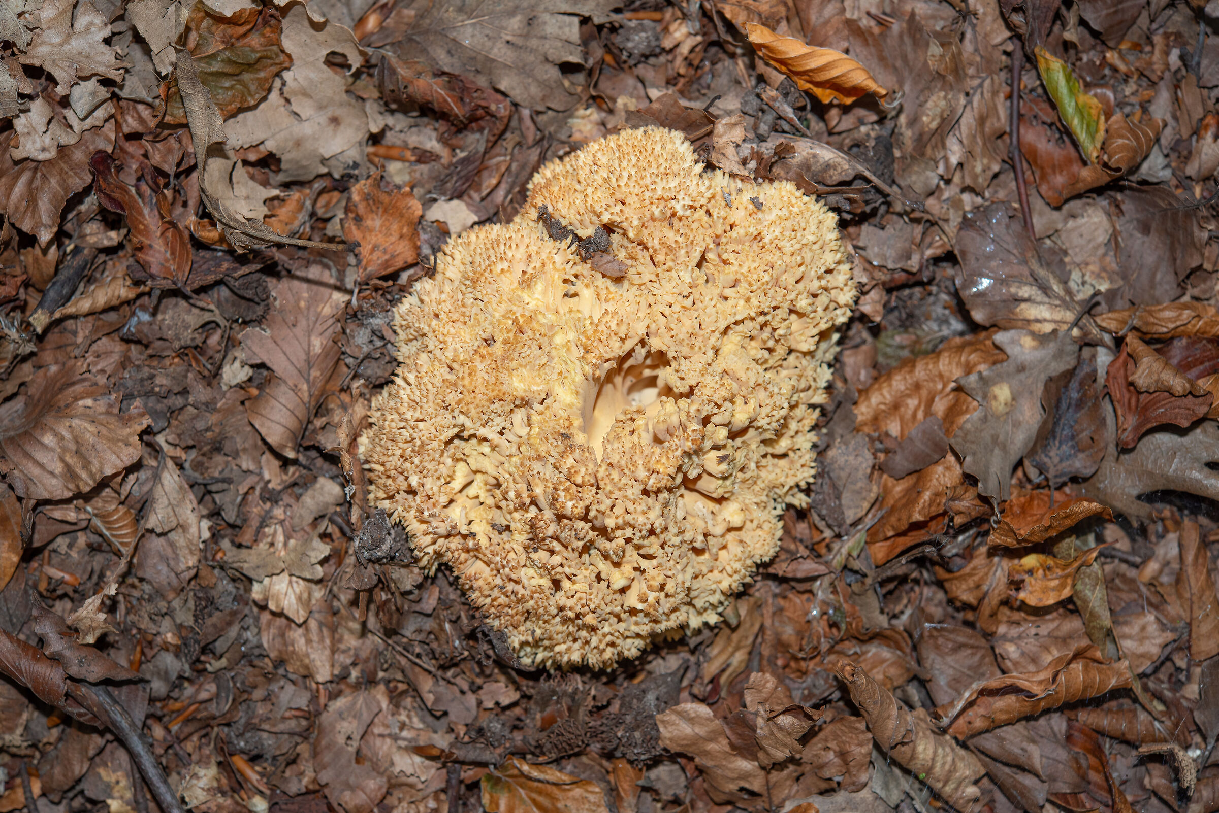 Ramaria flava the coral fungus