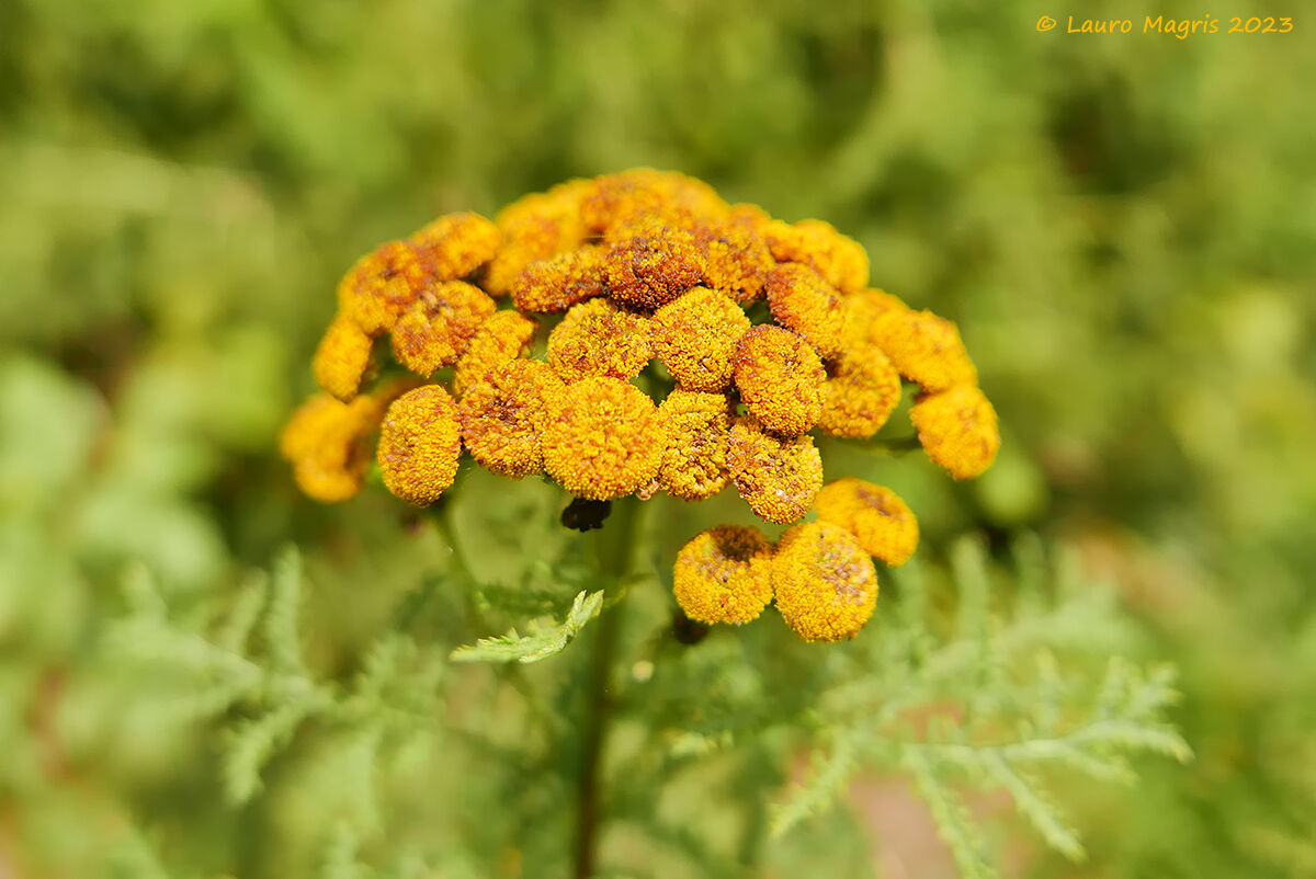 Tanacetum vulgare