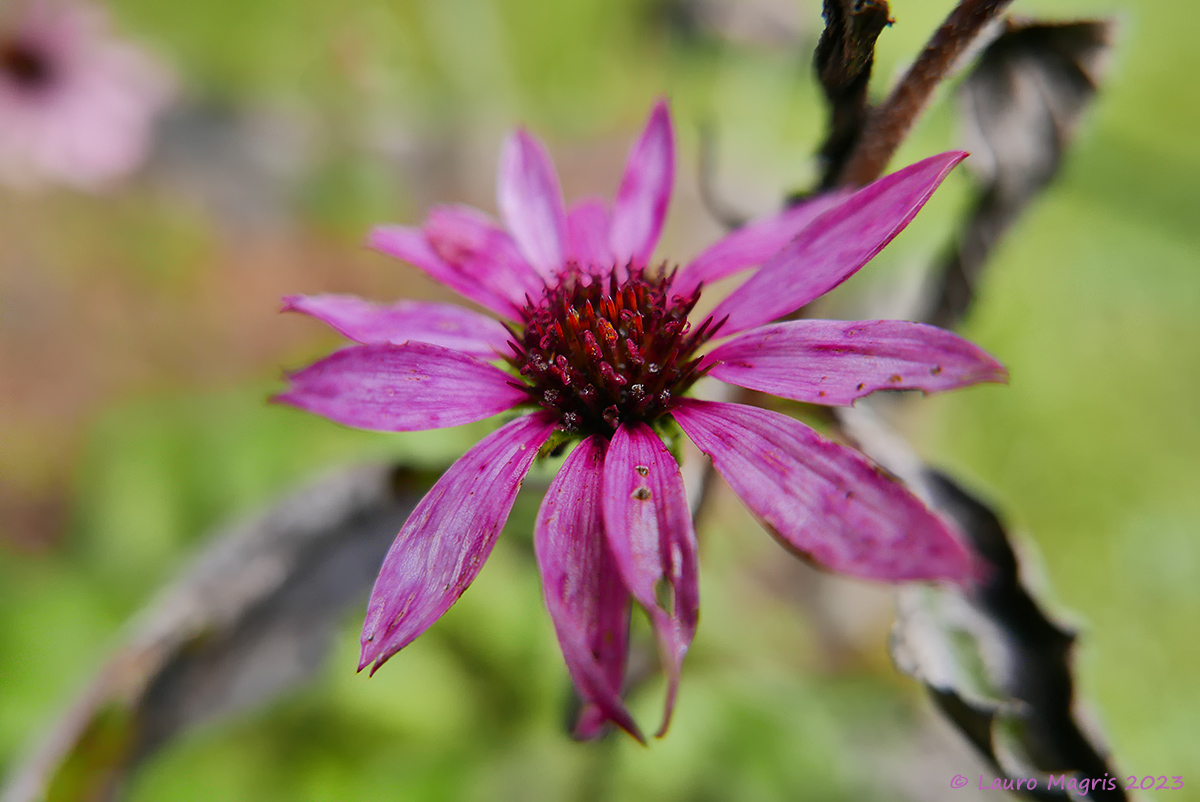Echinacea purpurea