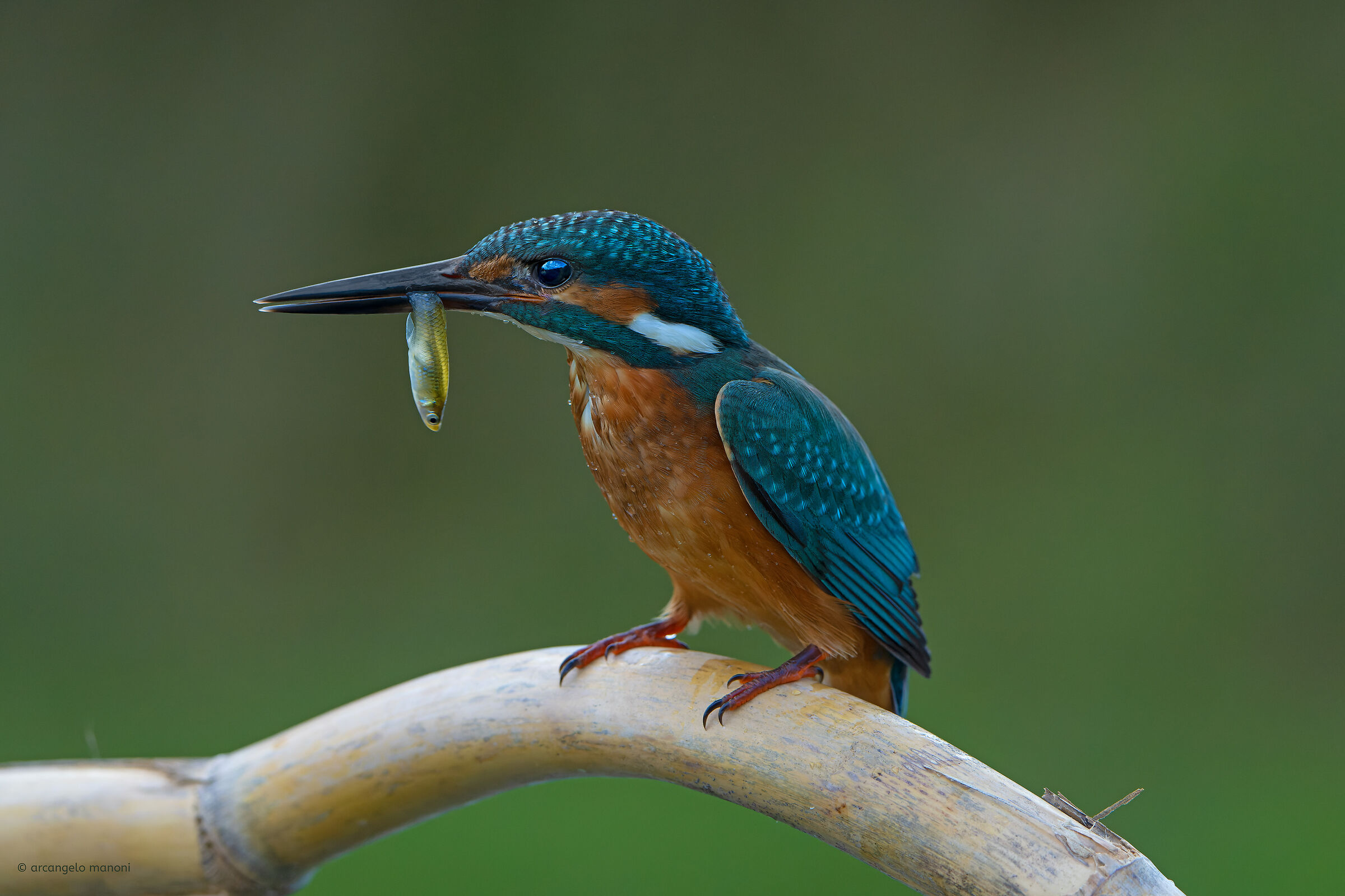 L'insuperabile grande pescatore
