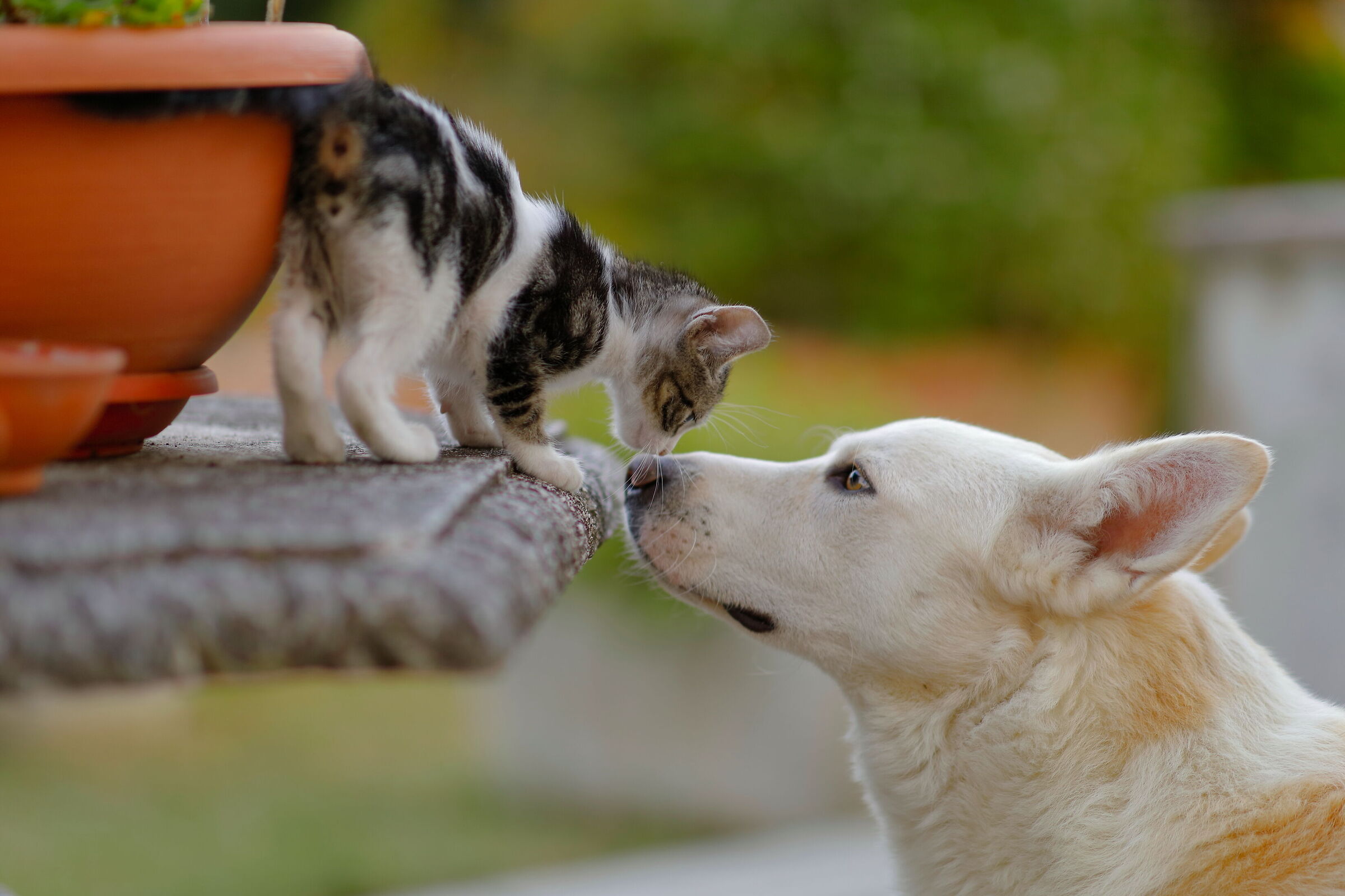 Il nuovo arrivato ha già fatto amicizia