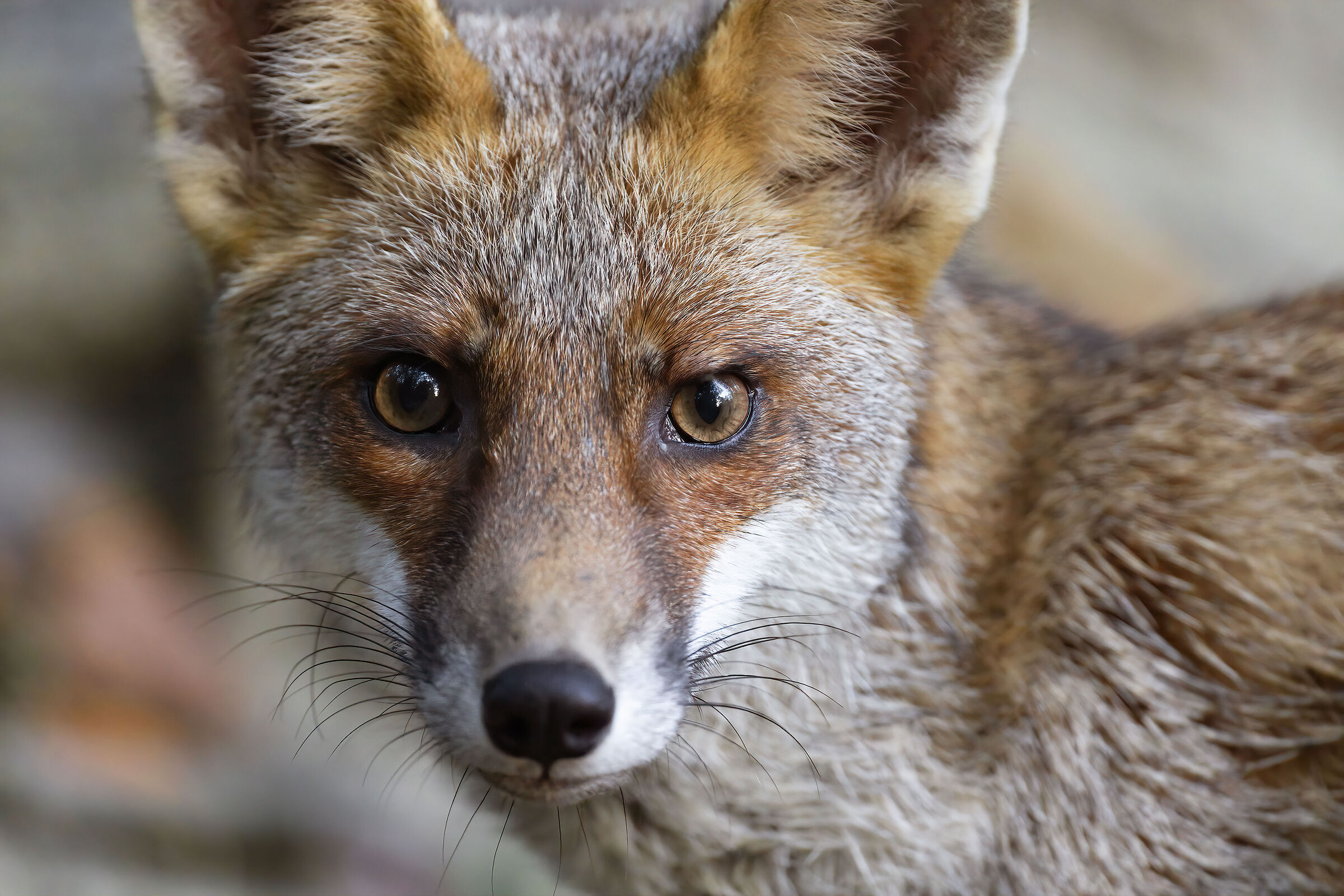 Face to face with the fox (No crop)